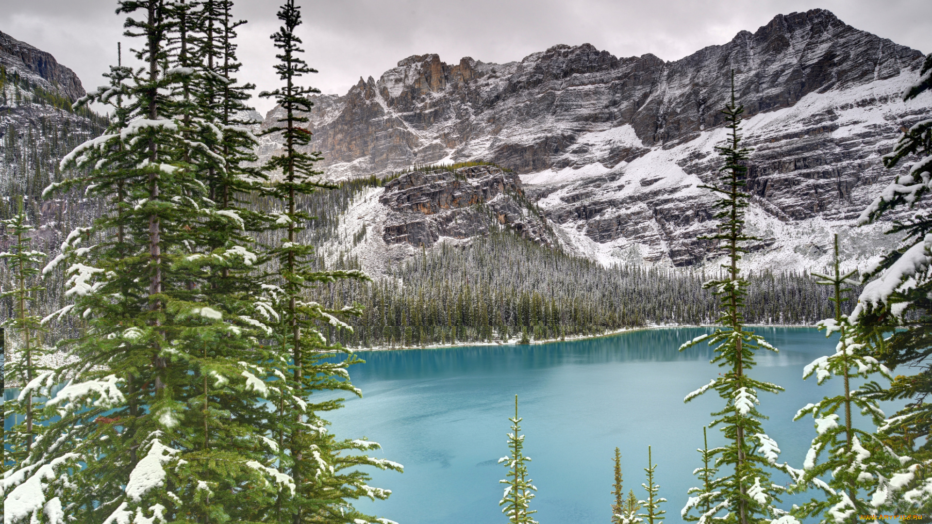 lake, o`hara, yoho, national, park, canada, природа, реки, озера, канада, озеро, ели, горы, ohara