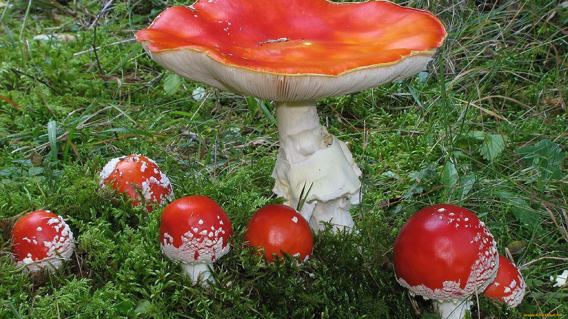 природа, грибы, мухомор, трава, мухоморы, семейка