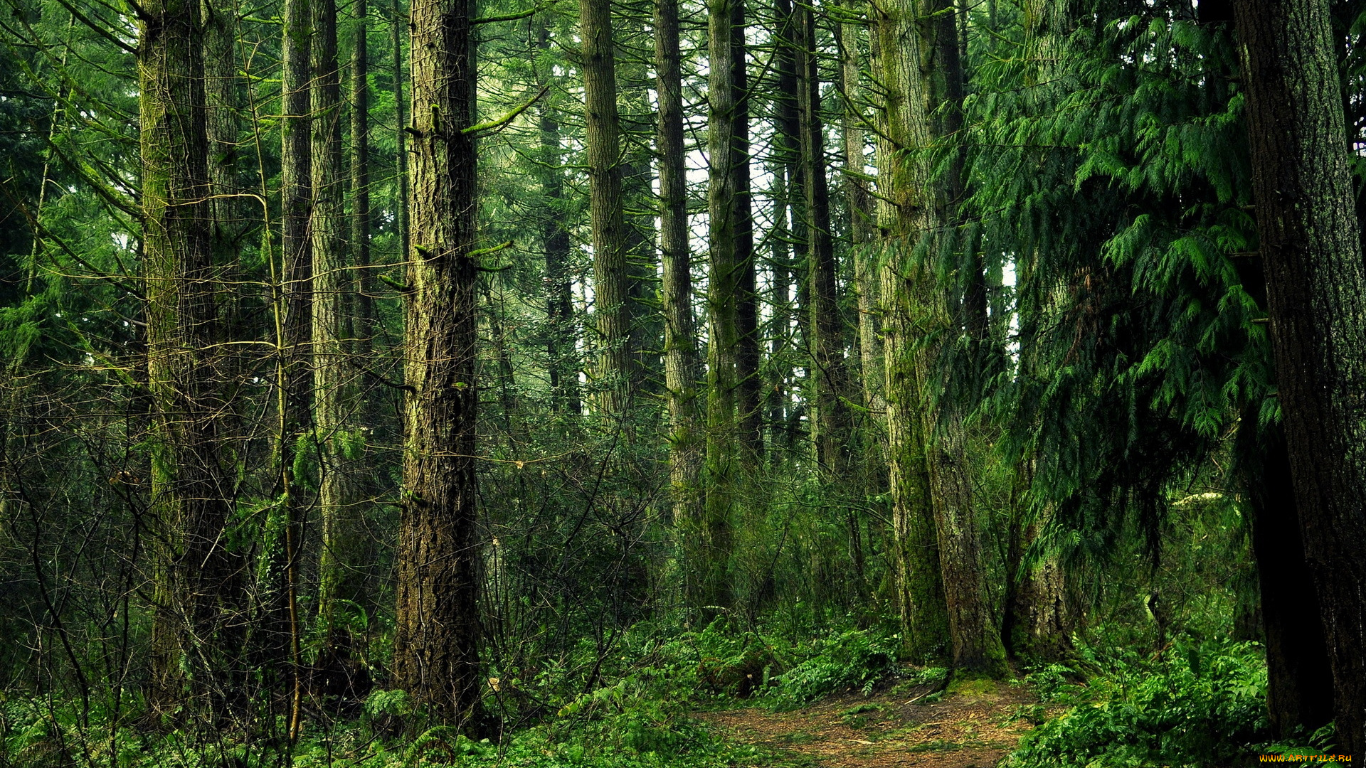 природа, лес, деревья