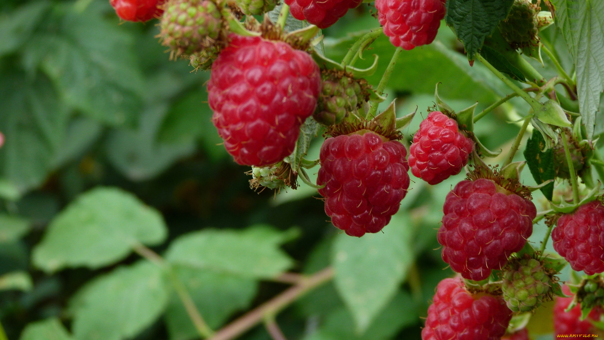 природа, Ягоды, малина