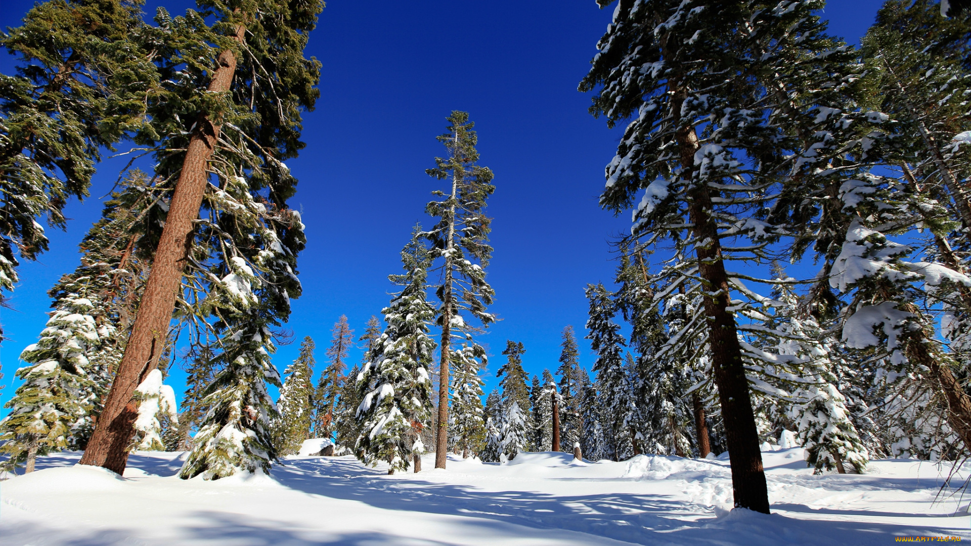 природа, зима, ели, снег