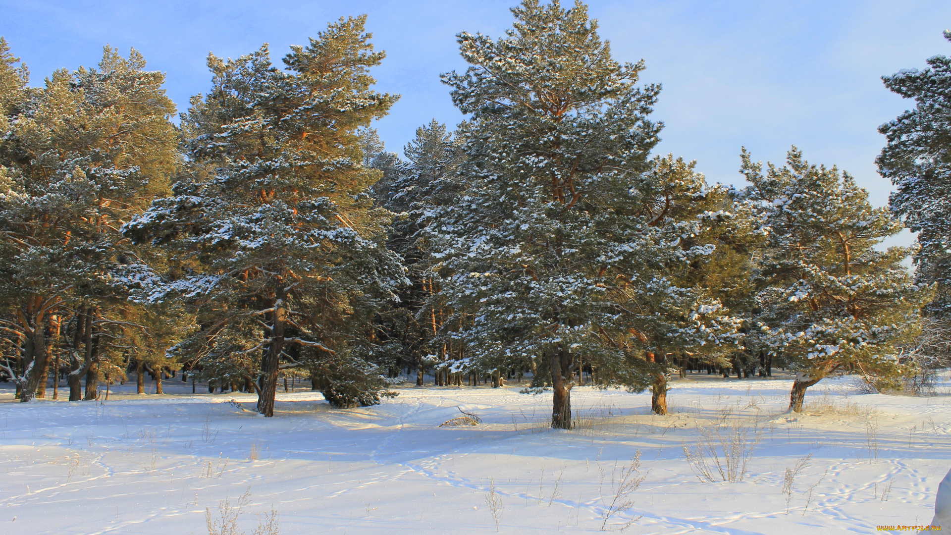 природа, зима, лес, снег