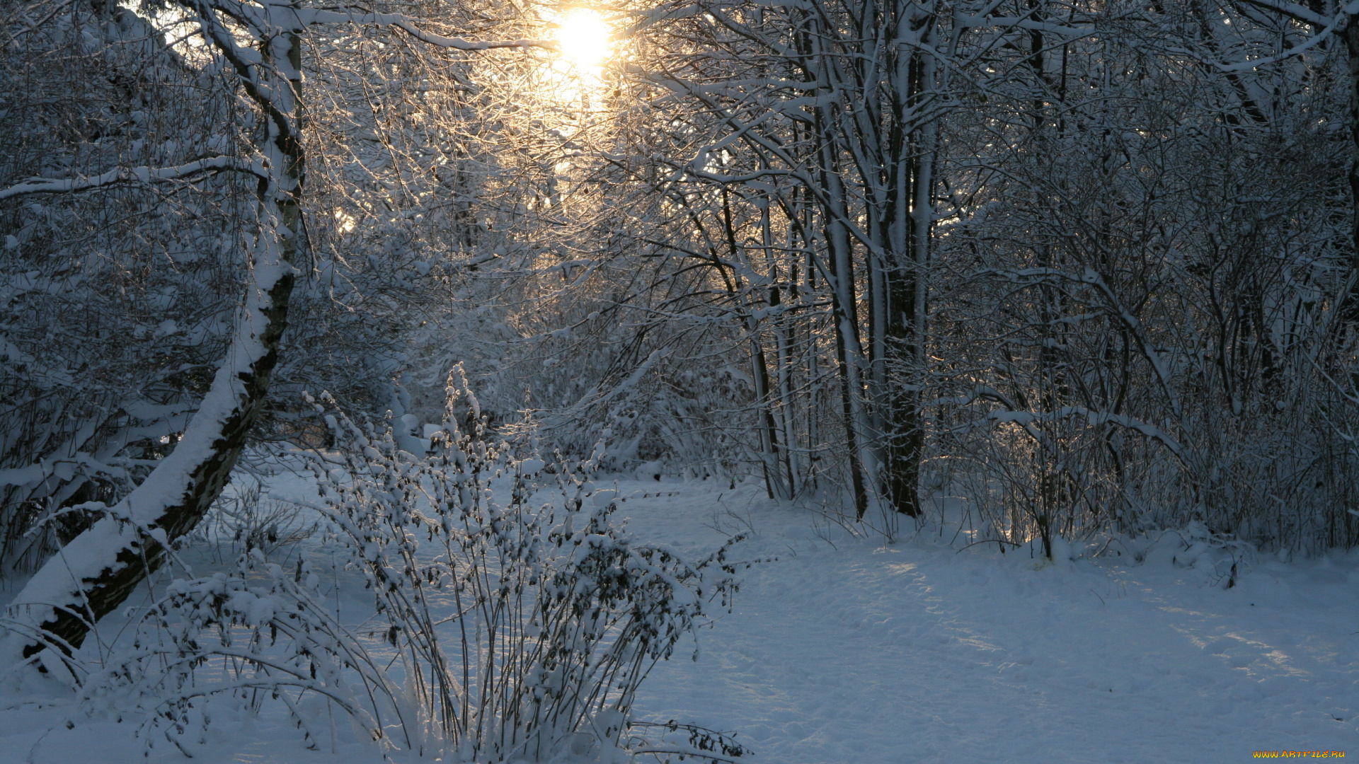 природа, зима, лес, снег