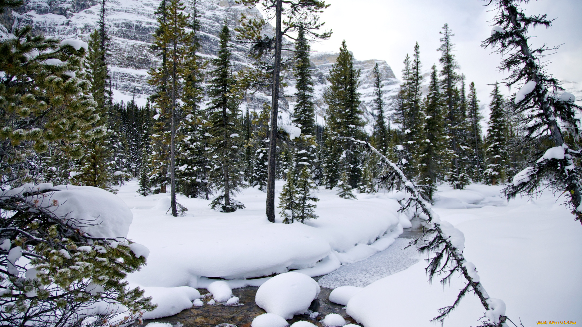 природа, зима, ручей, снег, ели