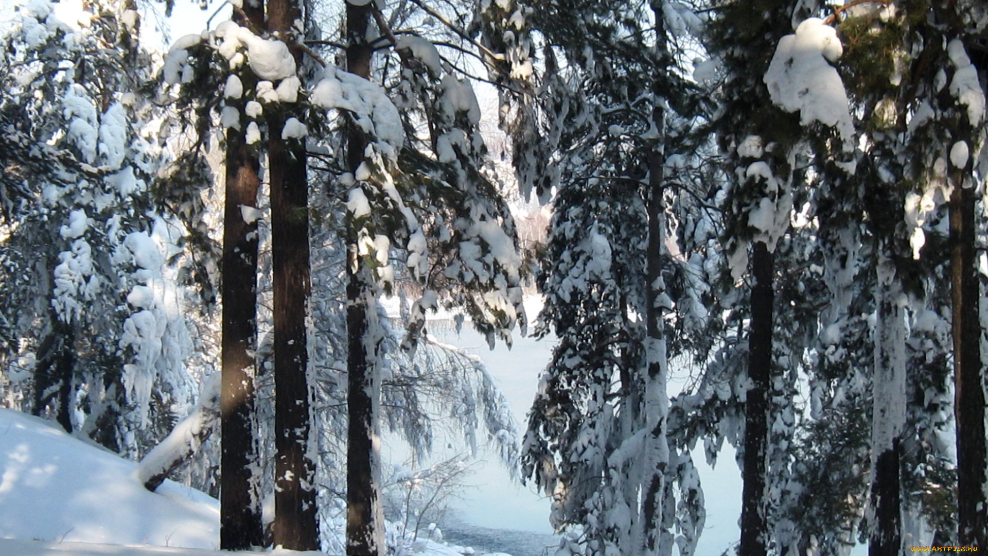 природа, зима, снег, лес