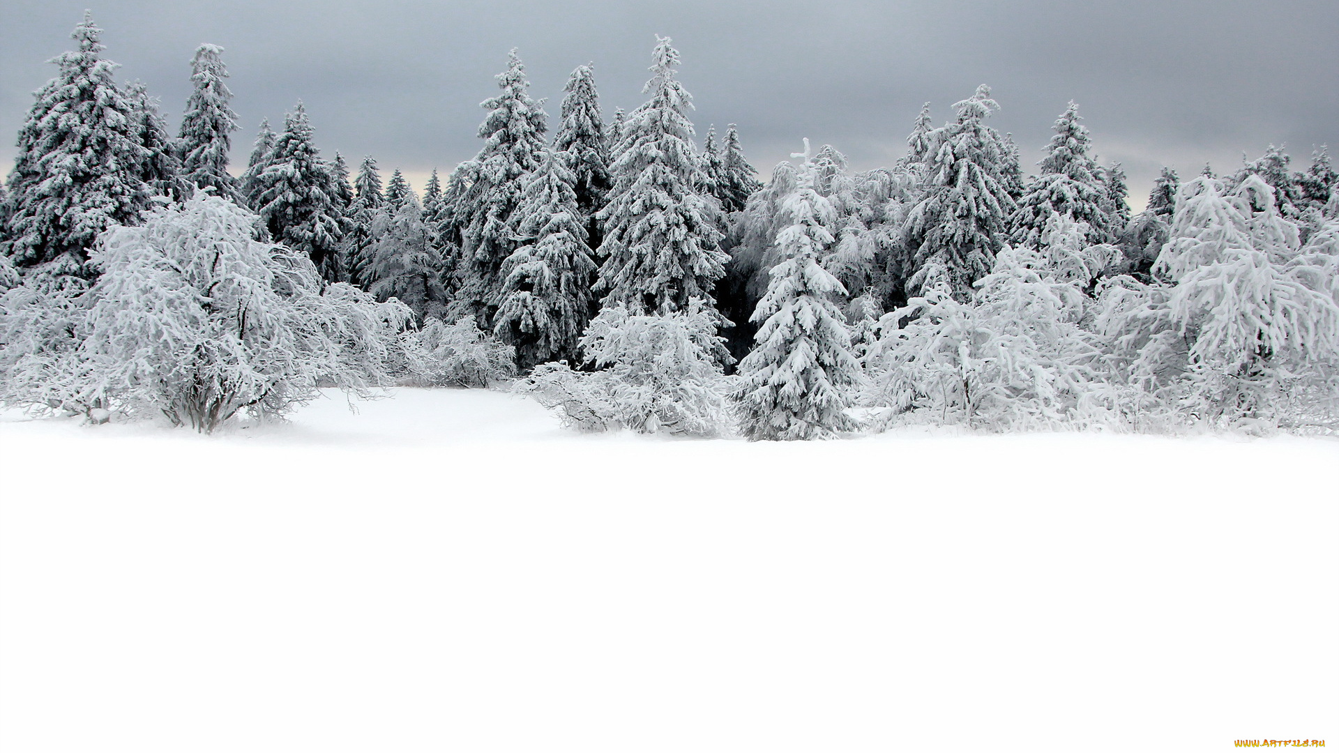 природа, зима, снег, лес