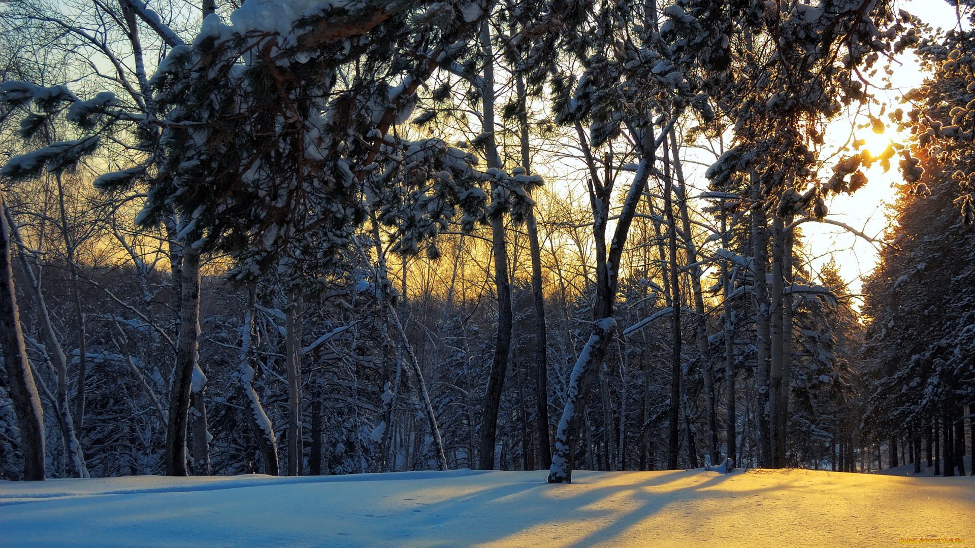 природа, зима, снег, поляна, лес