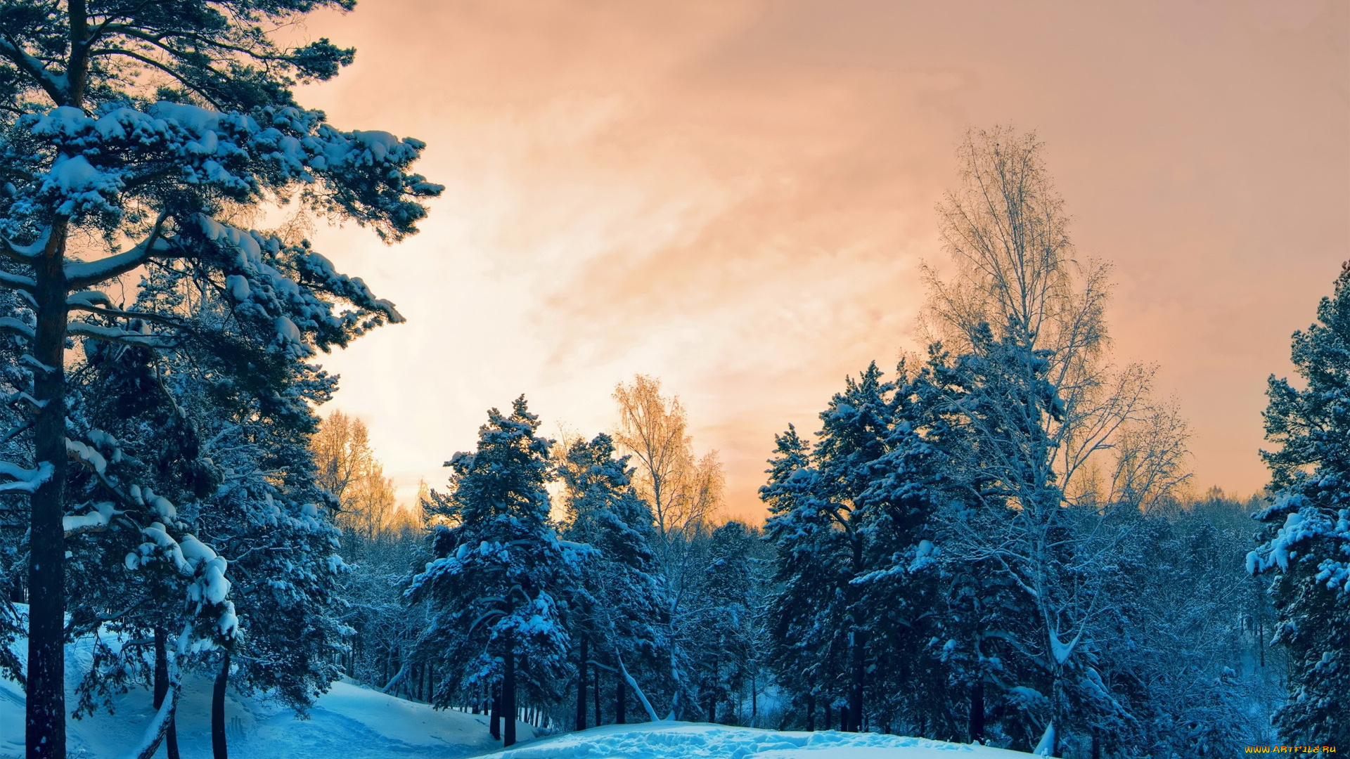 природа, зима, тучи, следы, снег, лес