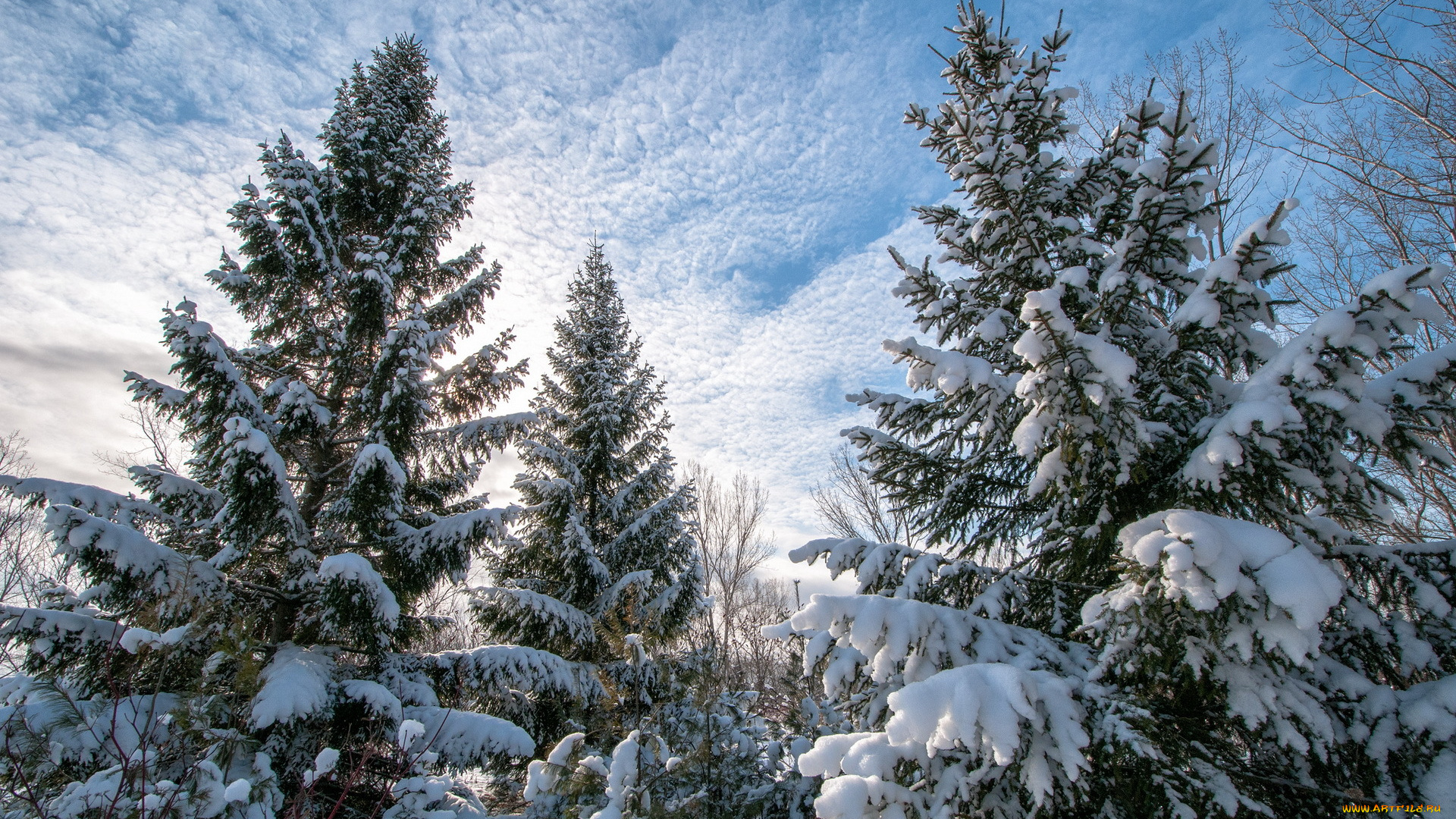 природа, зима, ёлки