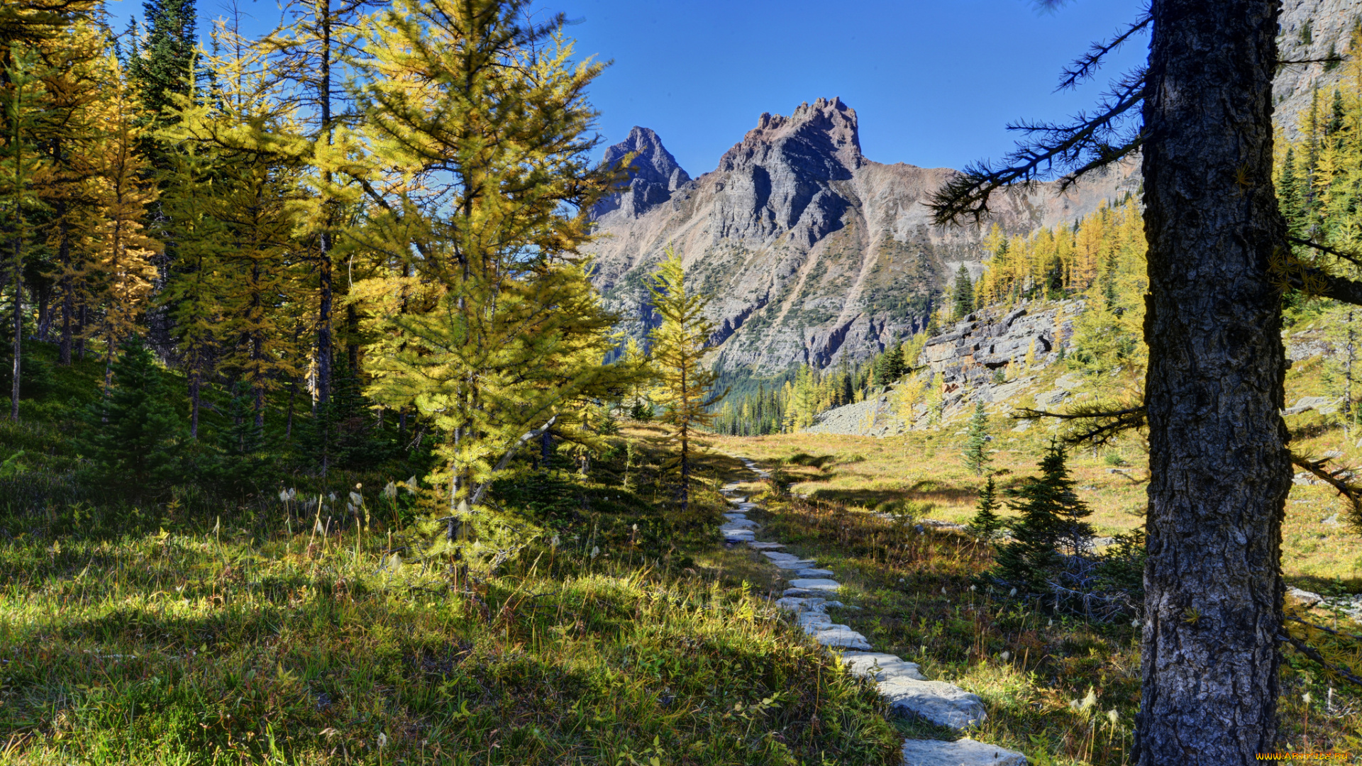 yoho, national, park, canada, природа, лес, канада, горы, деревья, тропинка