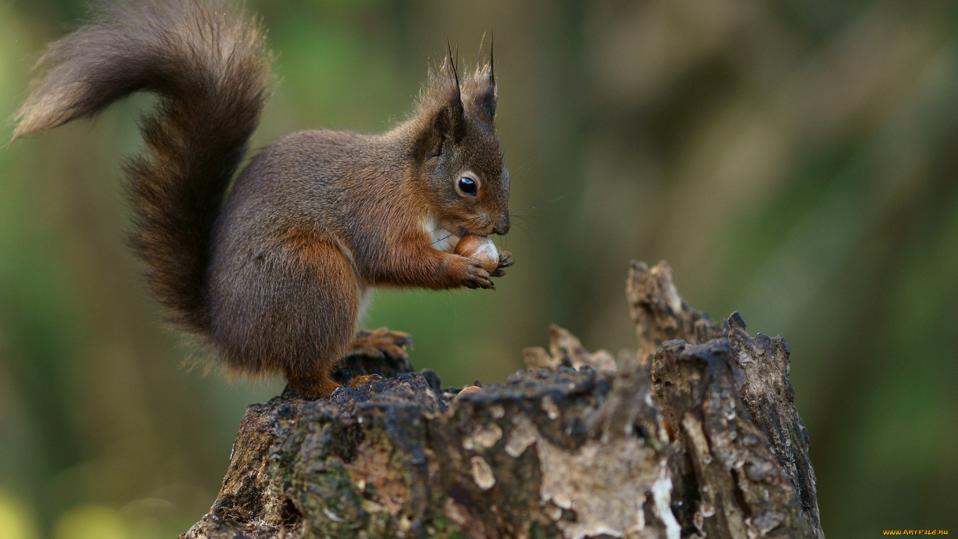 животные, белки, зверек, хвост, пень, орех