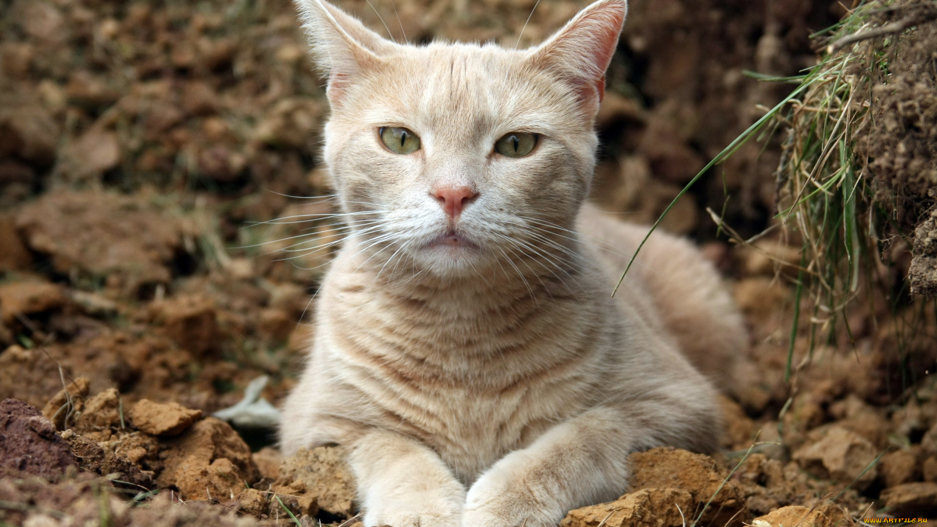 животные, коты, кошка, взгляд