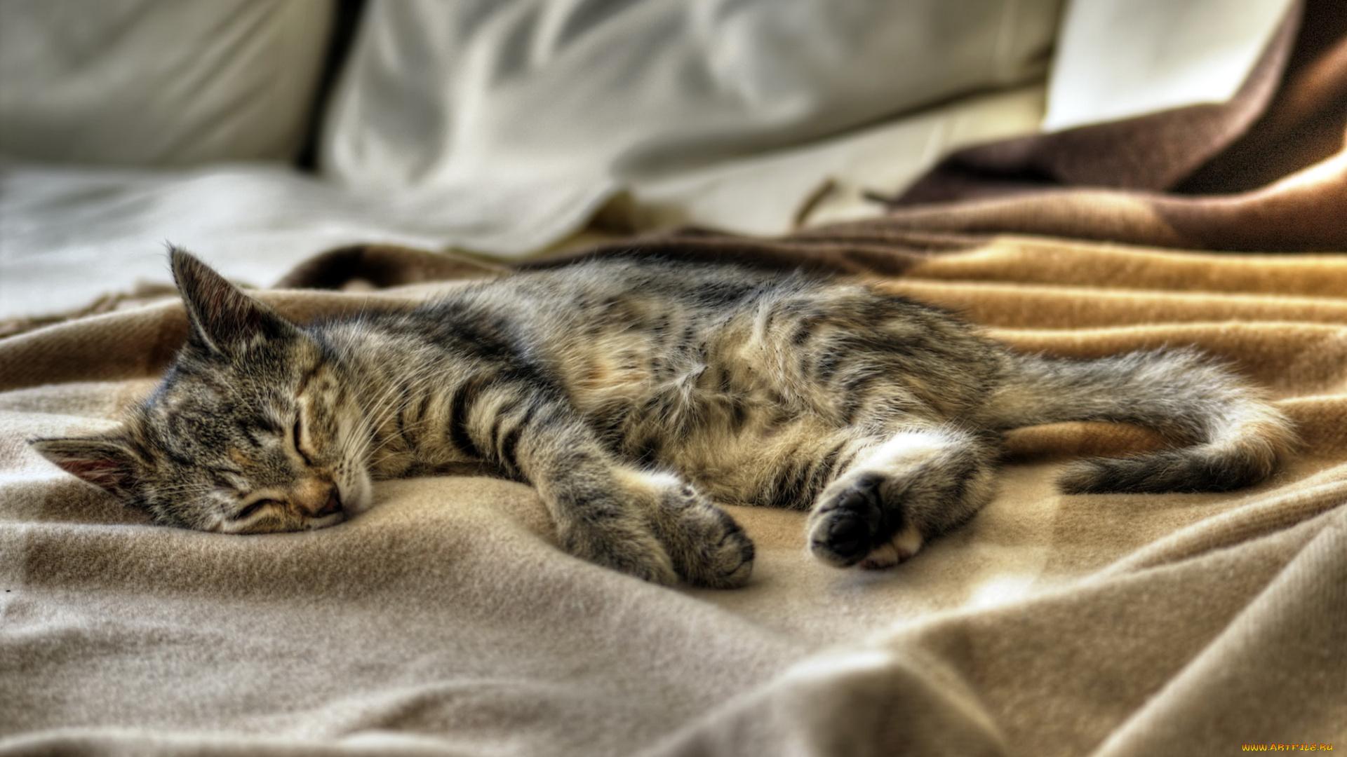 животные, коты, кот