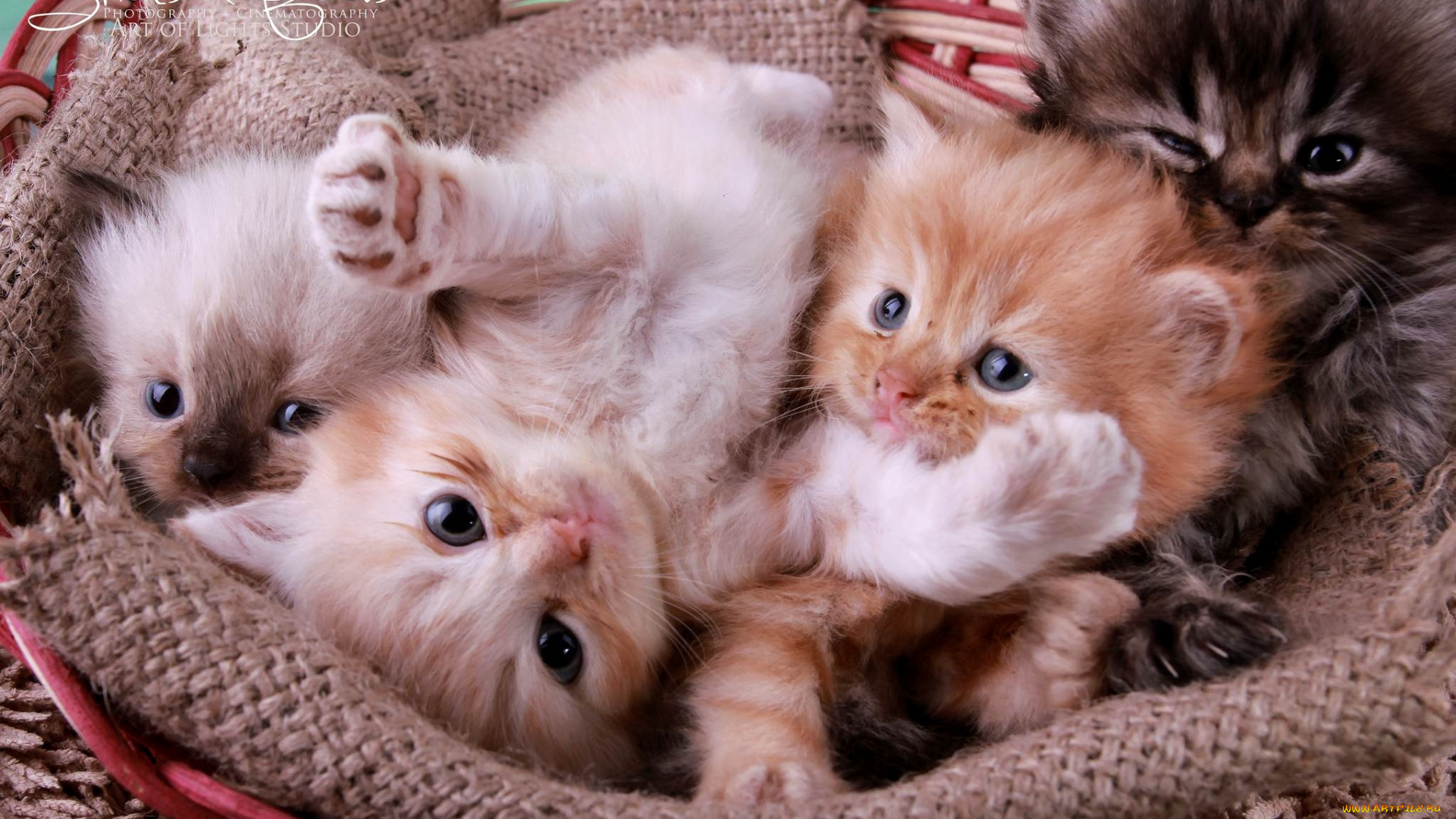 животные, коты, котята, корзина