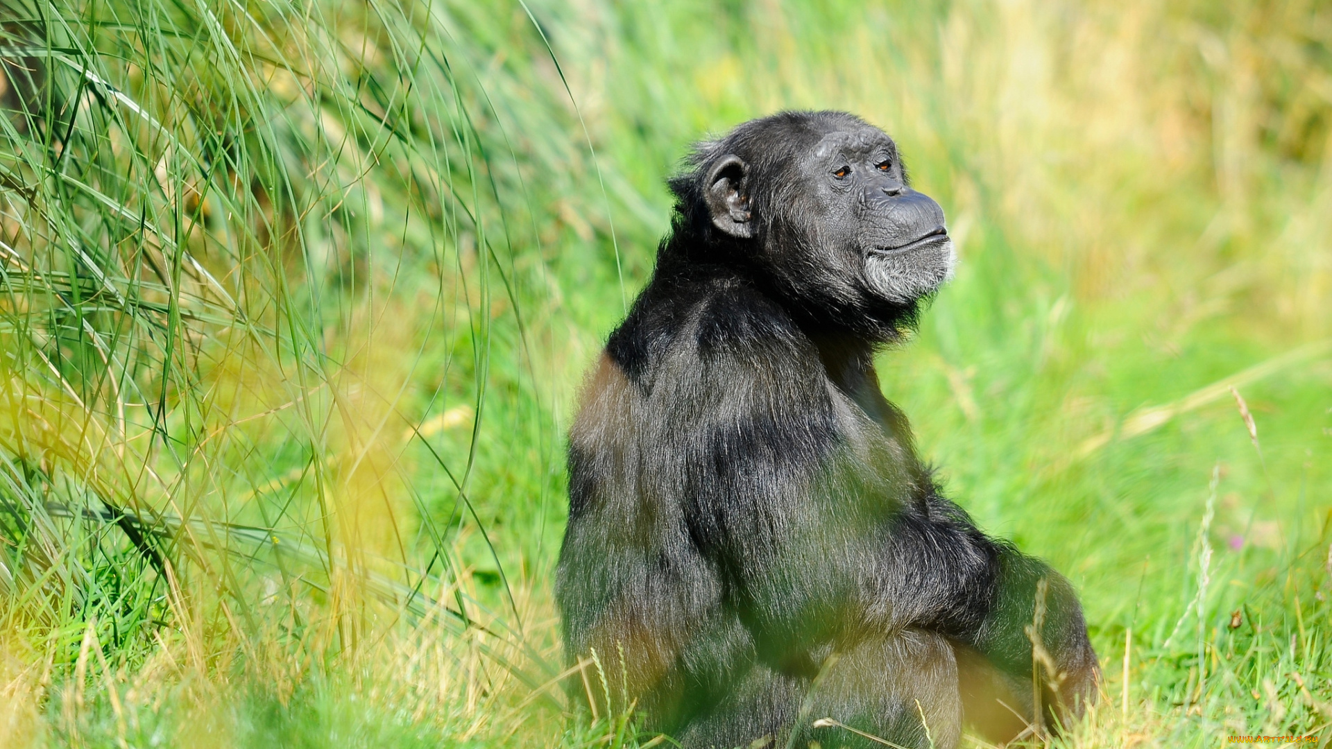 животные, обезьяны, мечтательность, шимпанзе