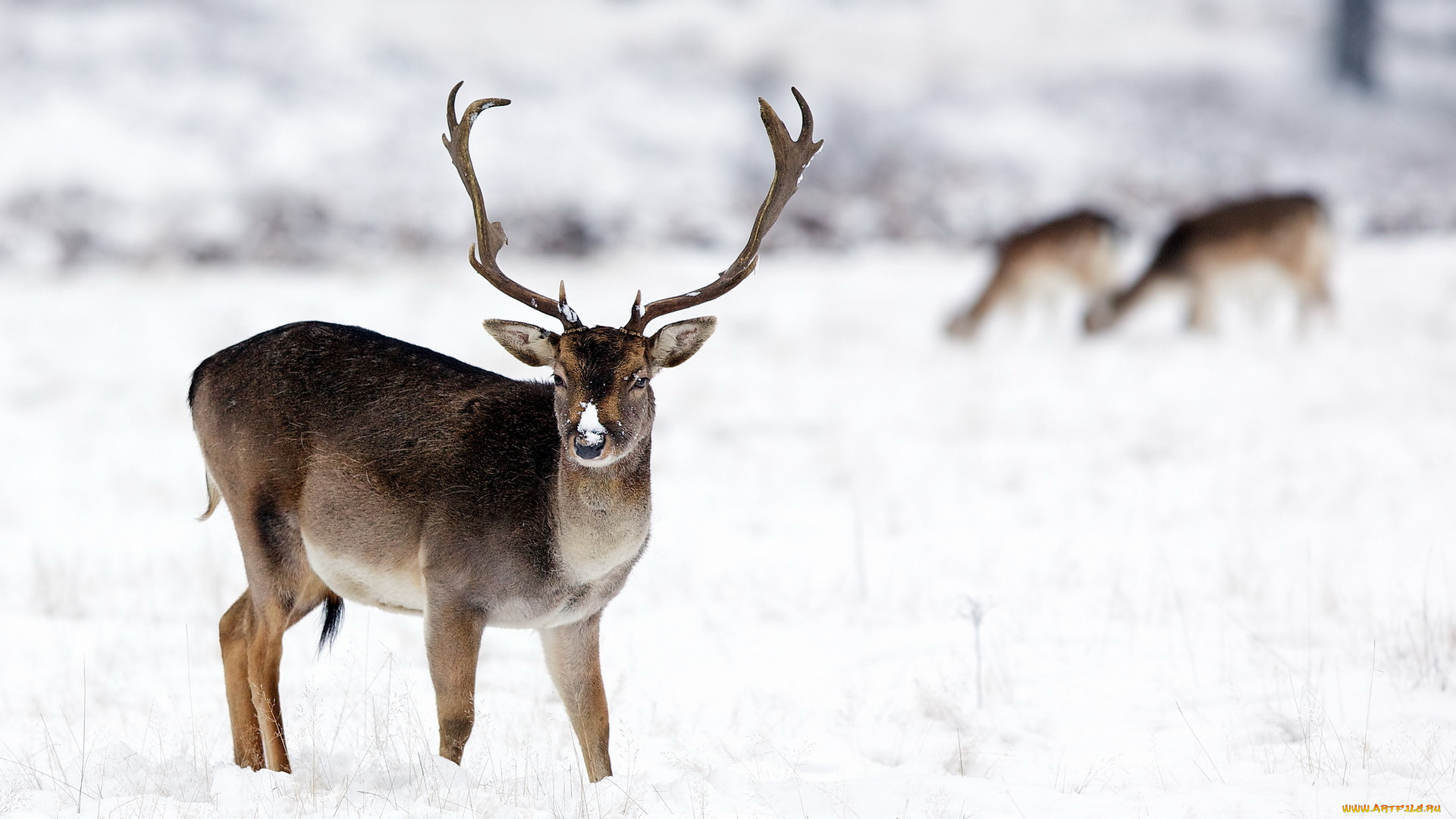 животные, олени, природа, зима, олень