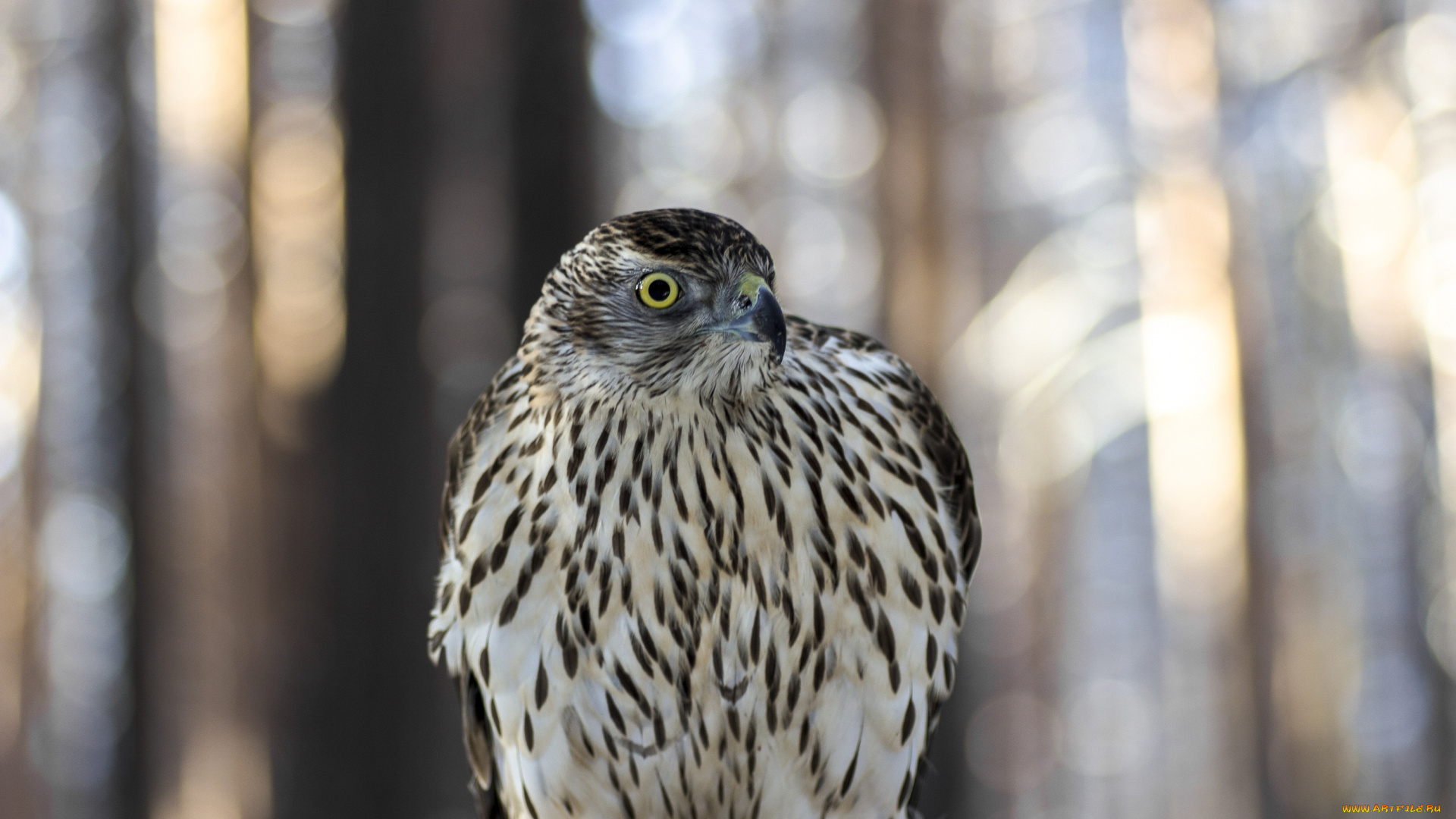 животные, птицы, хищники, птица, перья