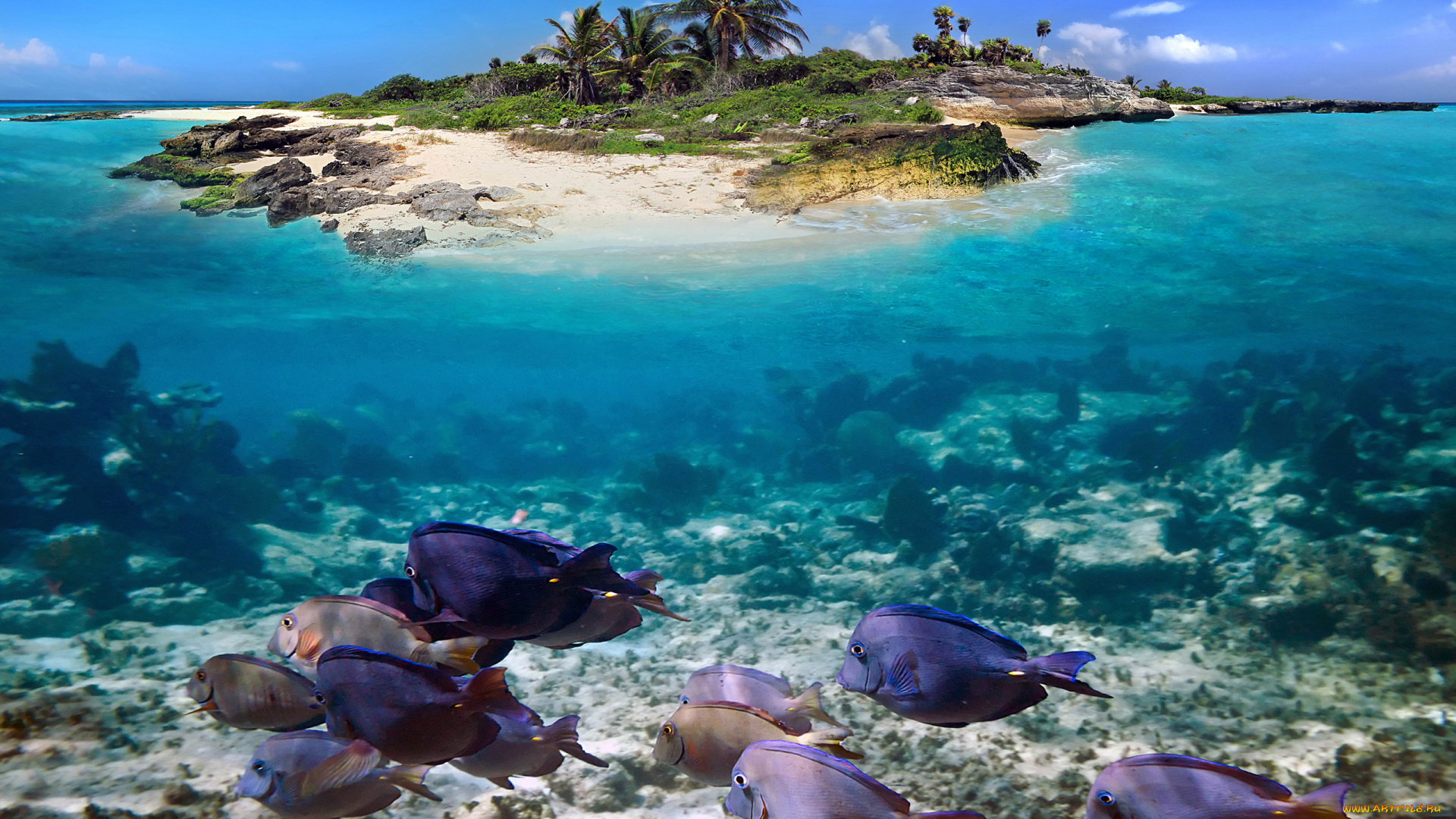 животные, рыбы, остров, тропики, океан