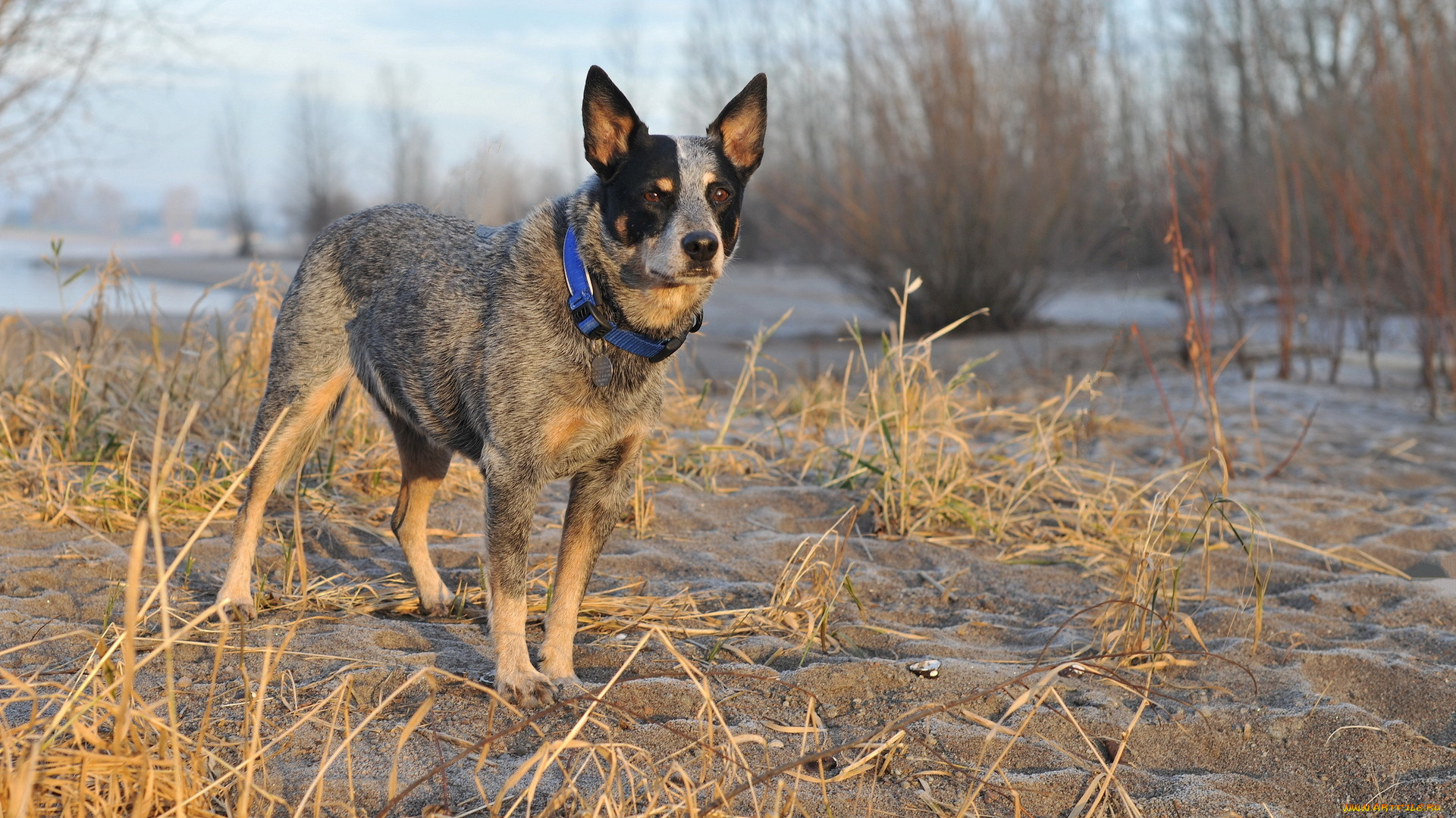 животные, собаки, утро, собака