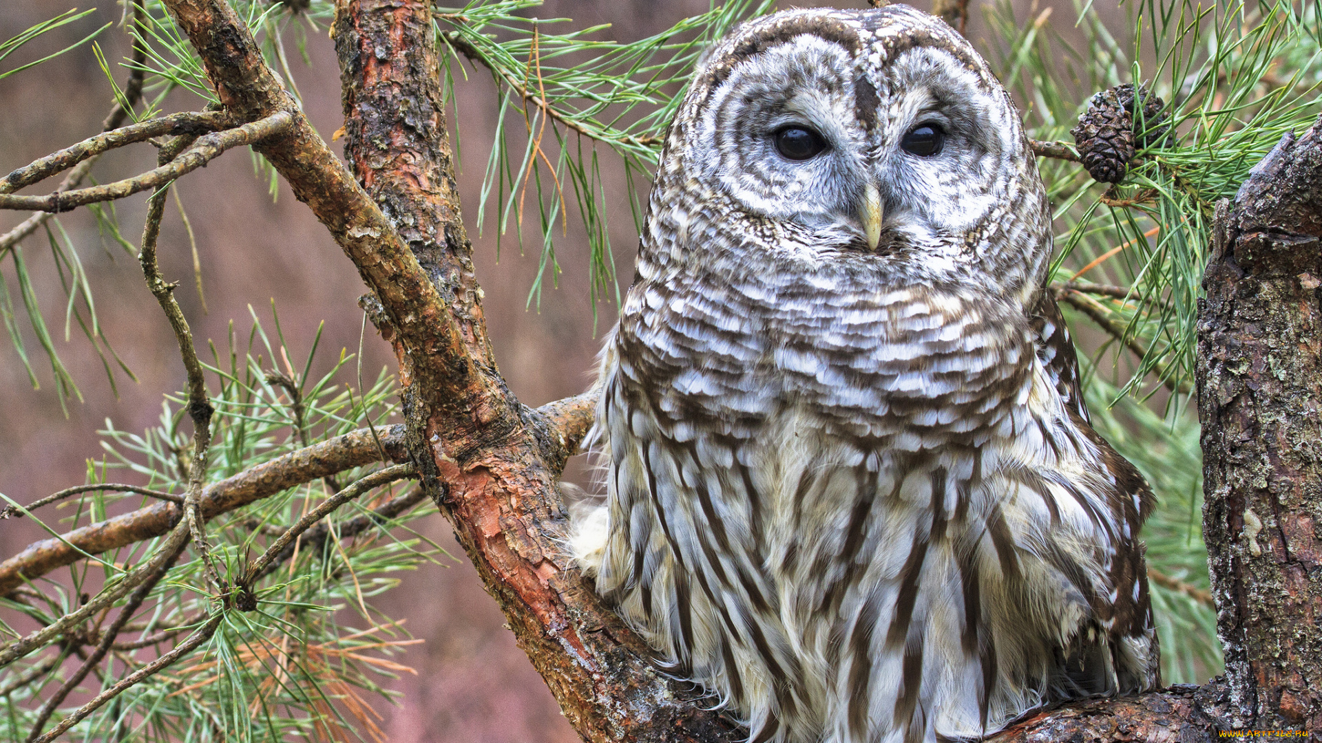 животные, совы, иголки, ветки, сосна, дерево, пёстрая, неясыть, barred, owl