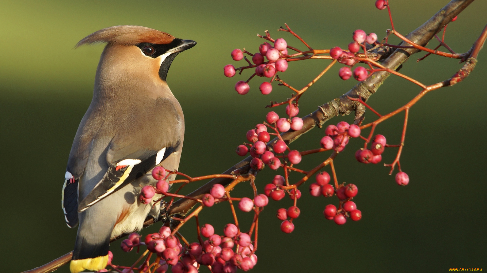 животные, свиристели, ветка, ягоды, хохолок