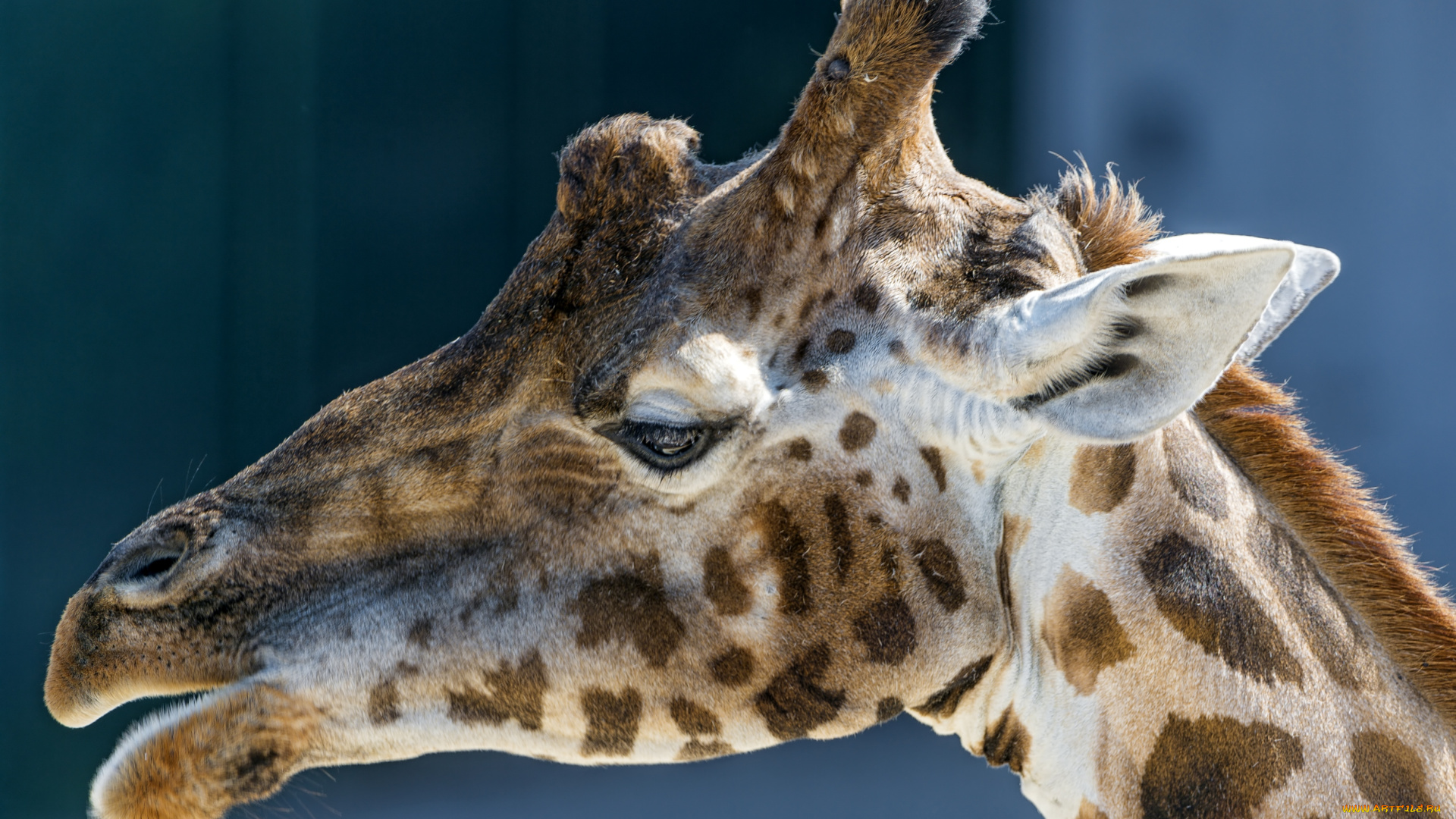 животные, жирафы, профиль, пятна