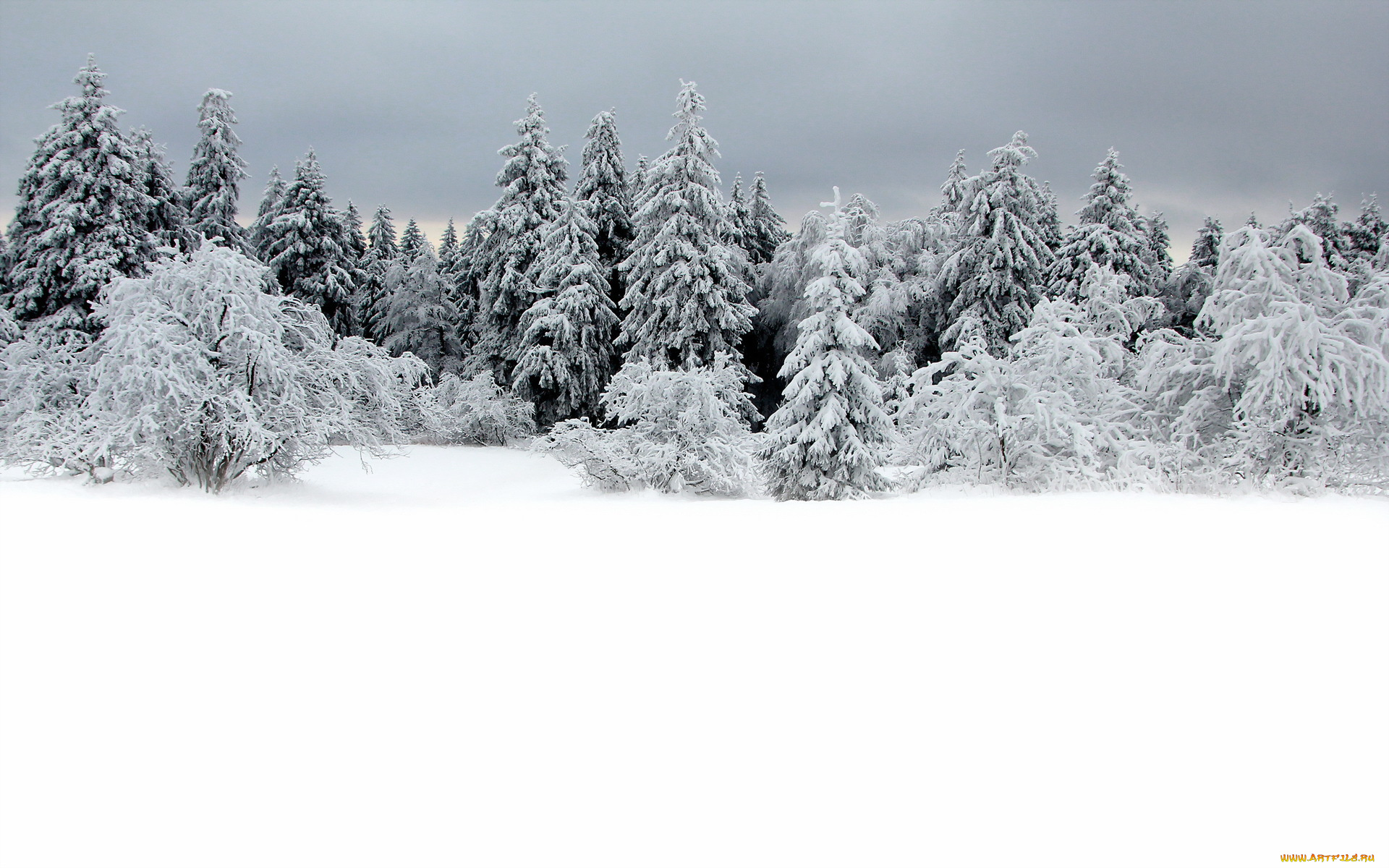 природа, зима, снег, лес