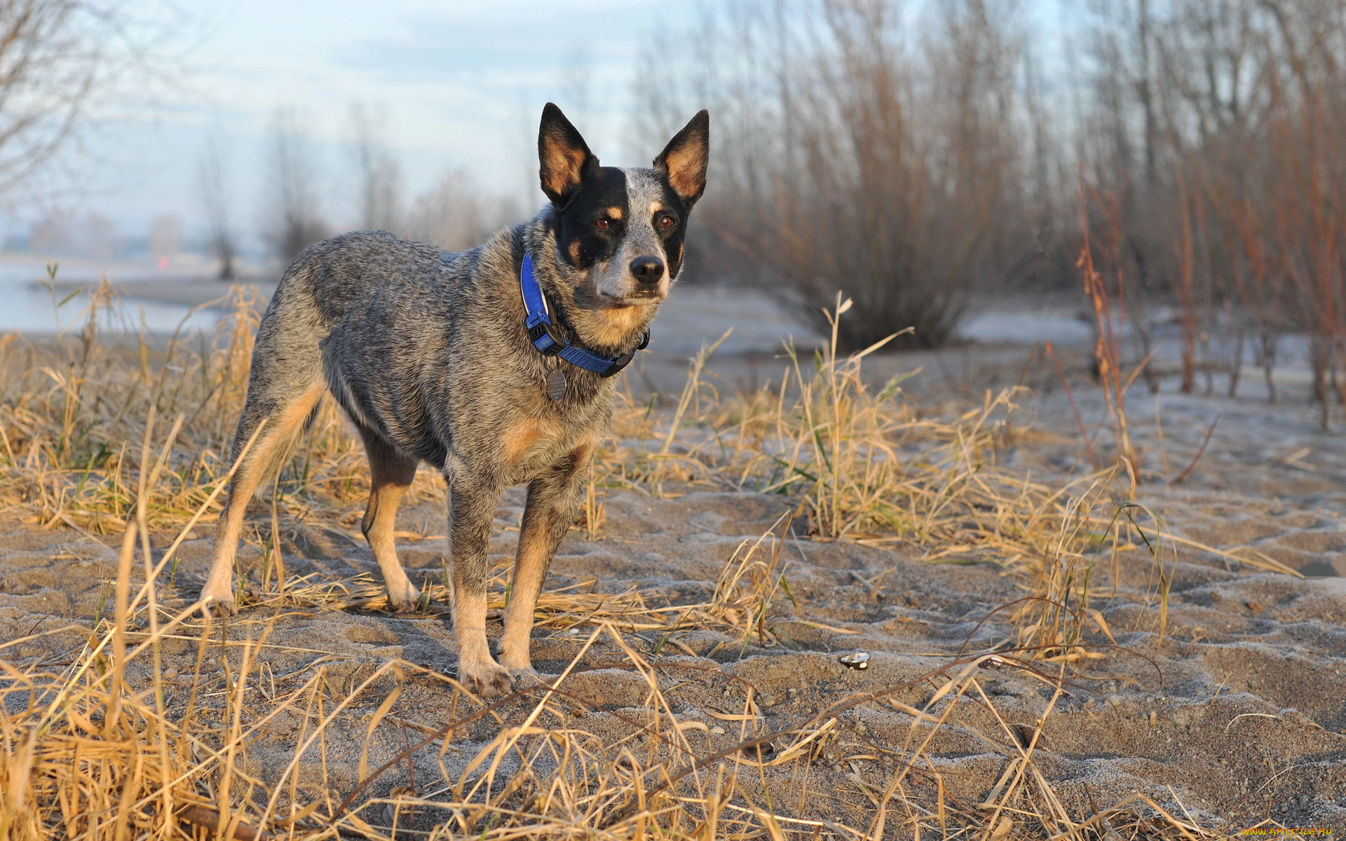 животные, собаки, утро, собака