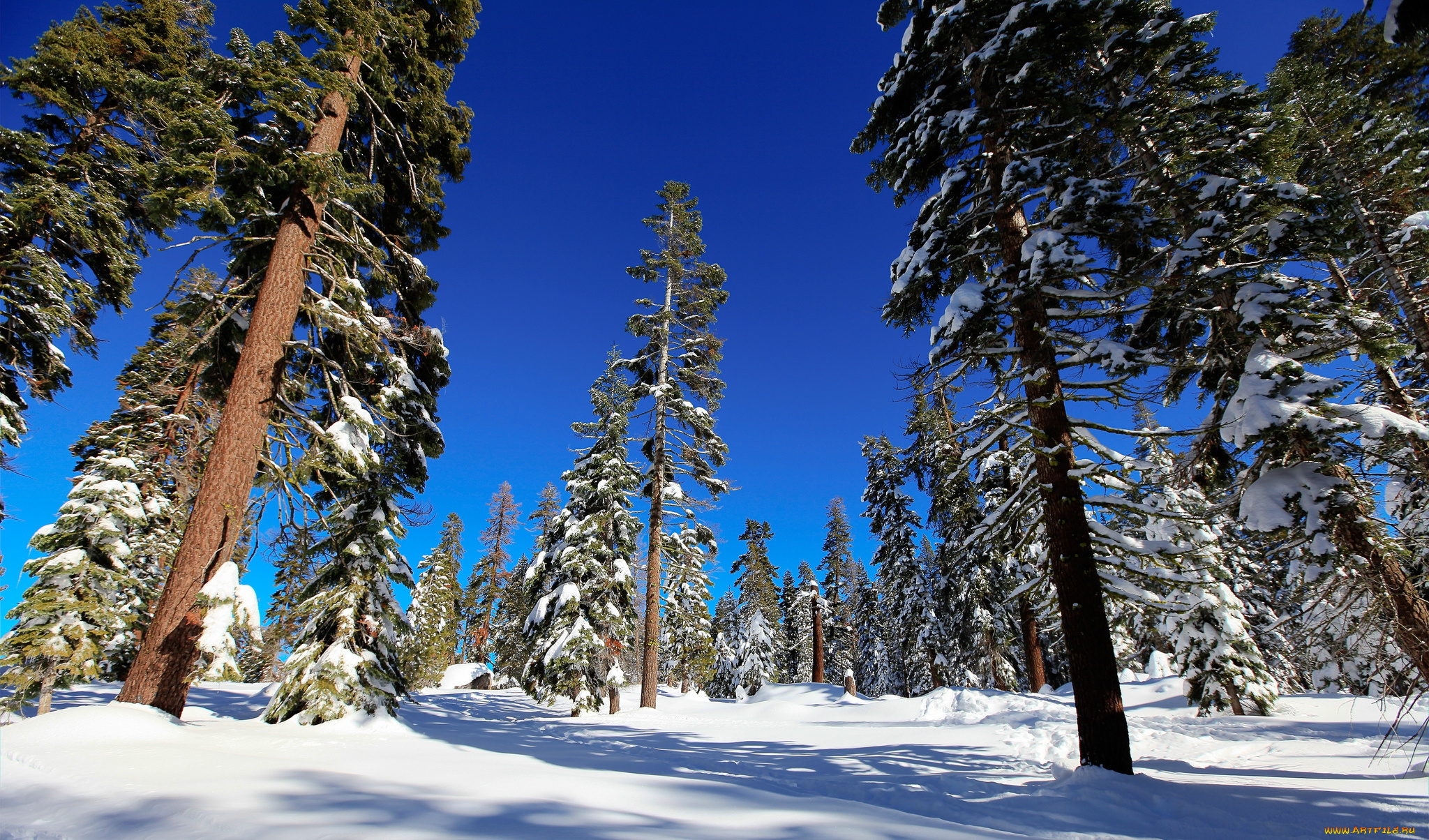 природа, зима, ели, снег