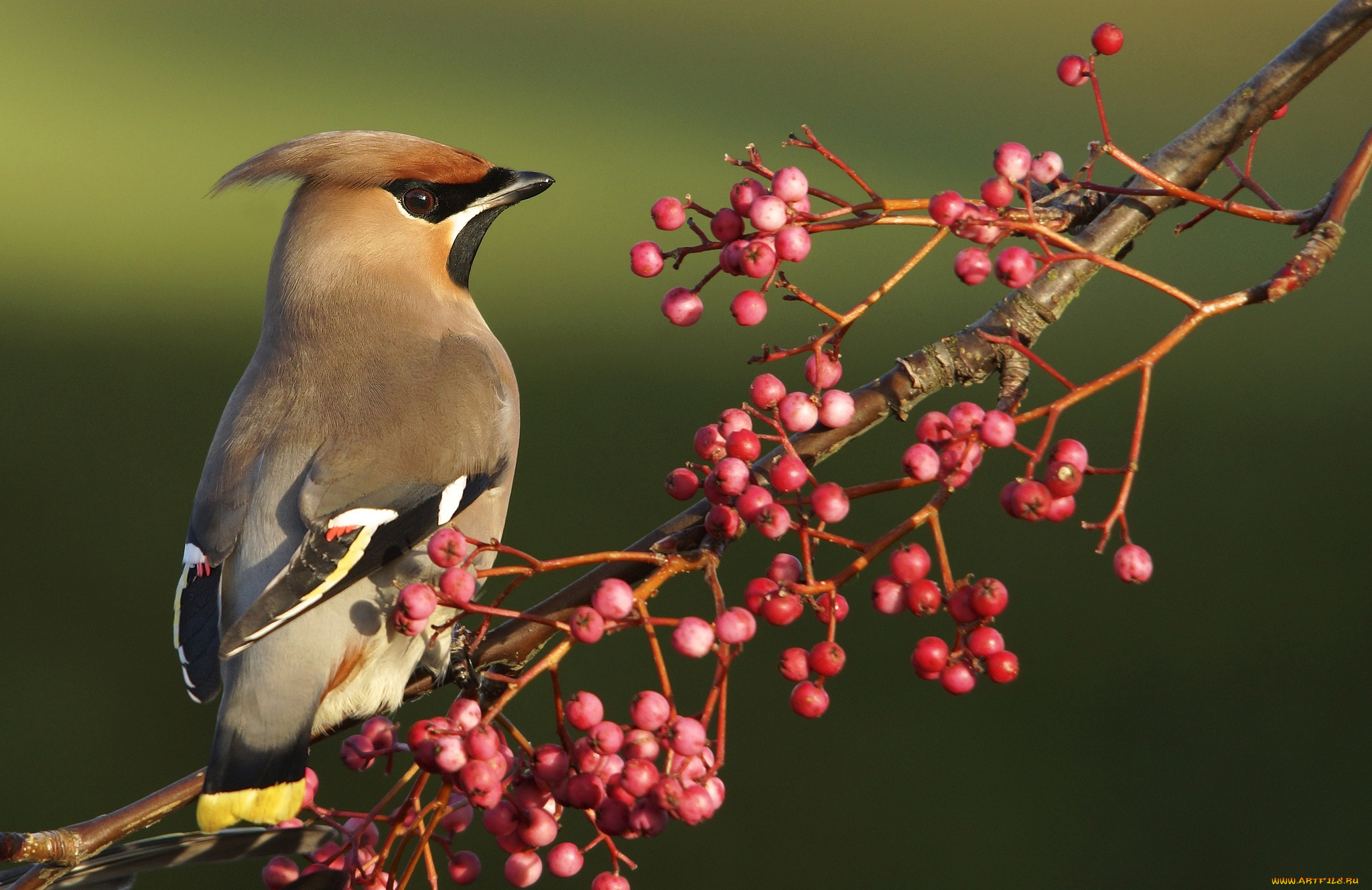 животные, свиристели, ветка, ягоды, хохолок