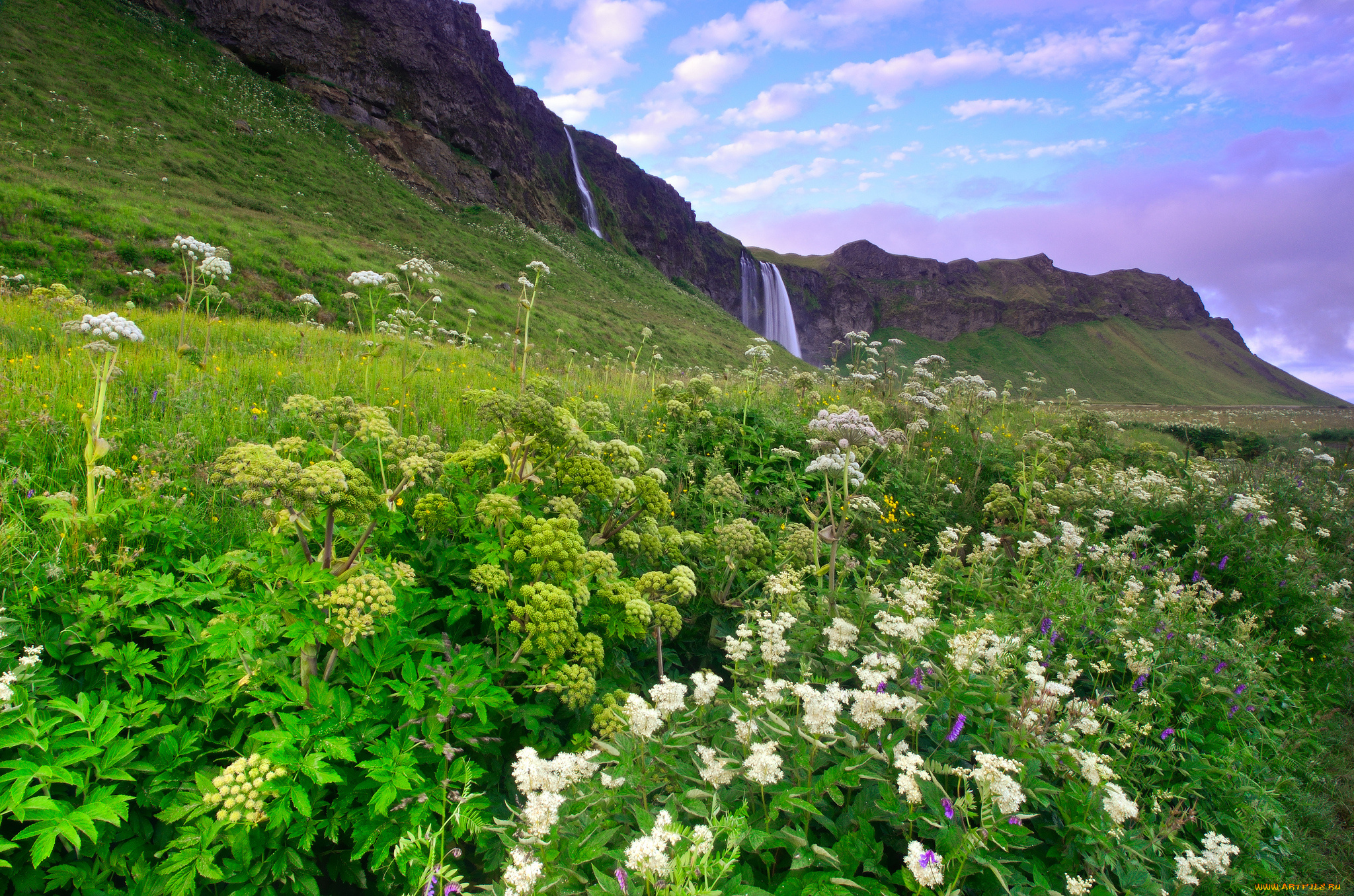 seljalandsfoss, iceland, природа, водопады, цветы, скалы, селйяландсфосс, исландия, луг