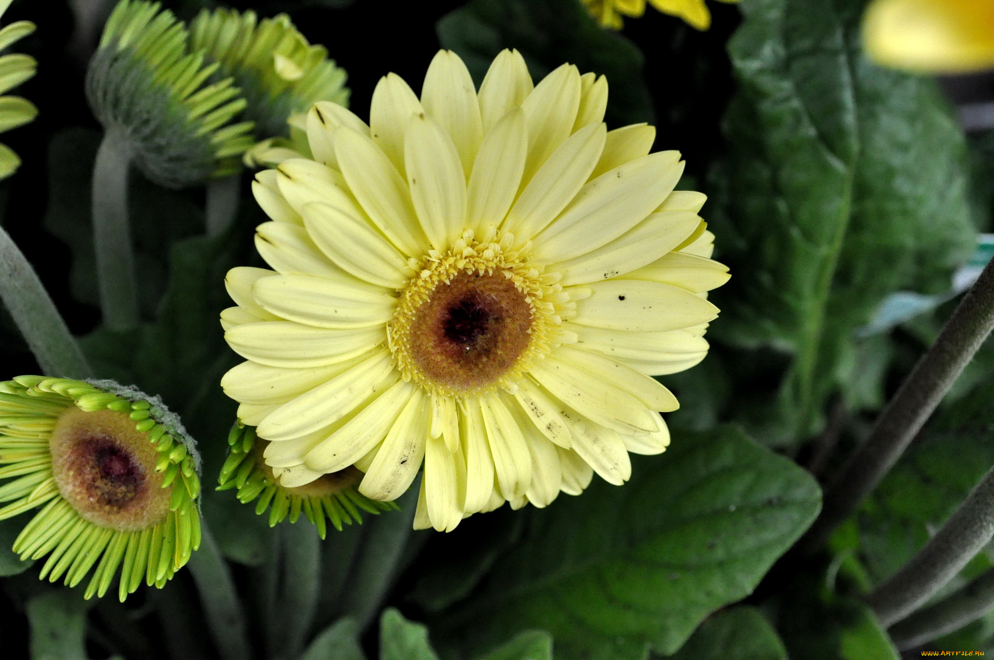 цветы, герберы