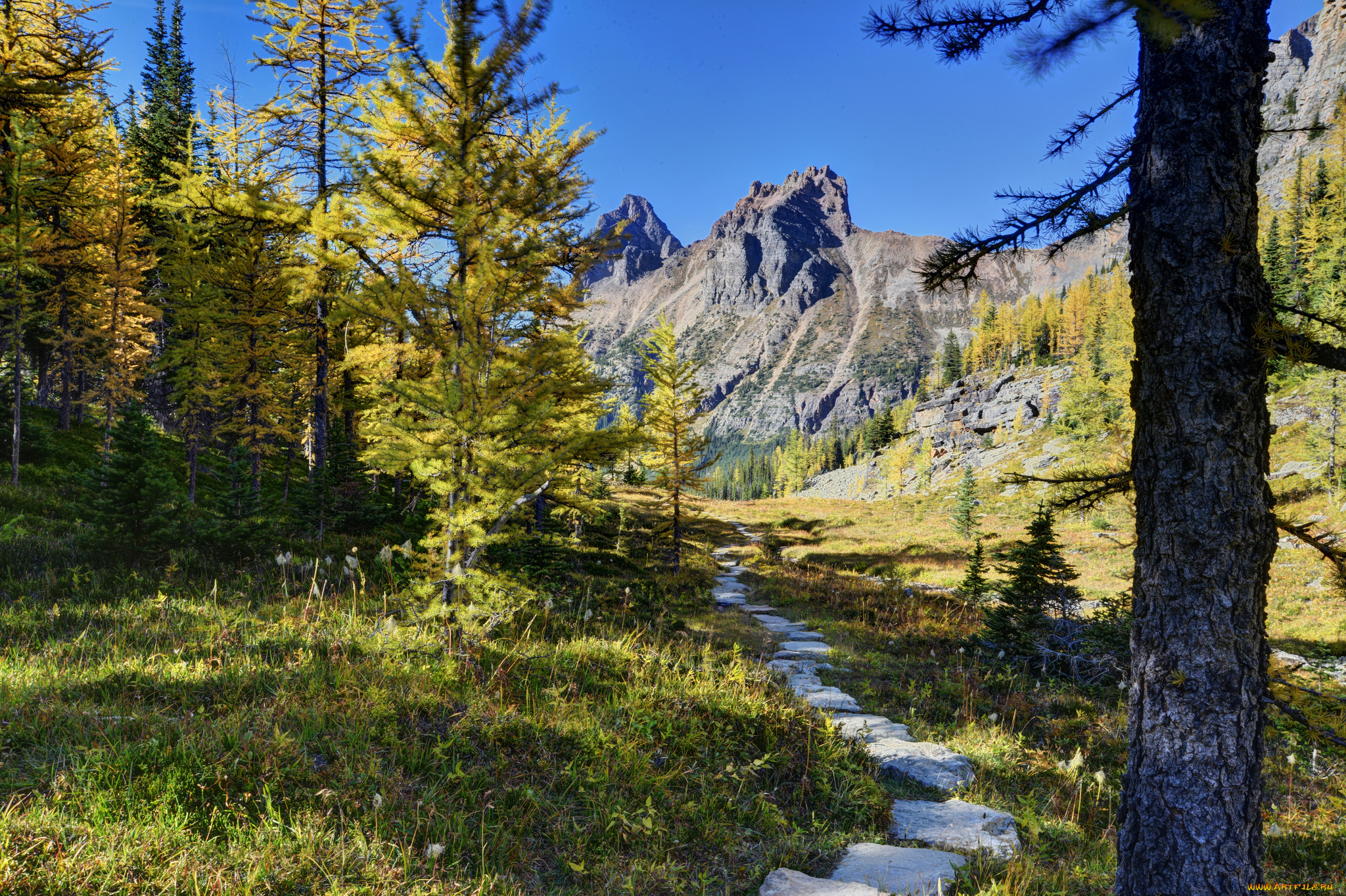 yoho, national, park, canada, природа, лес, канада, горы, деревья, тропинка
