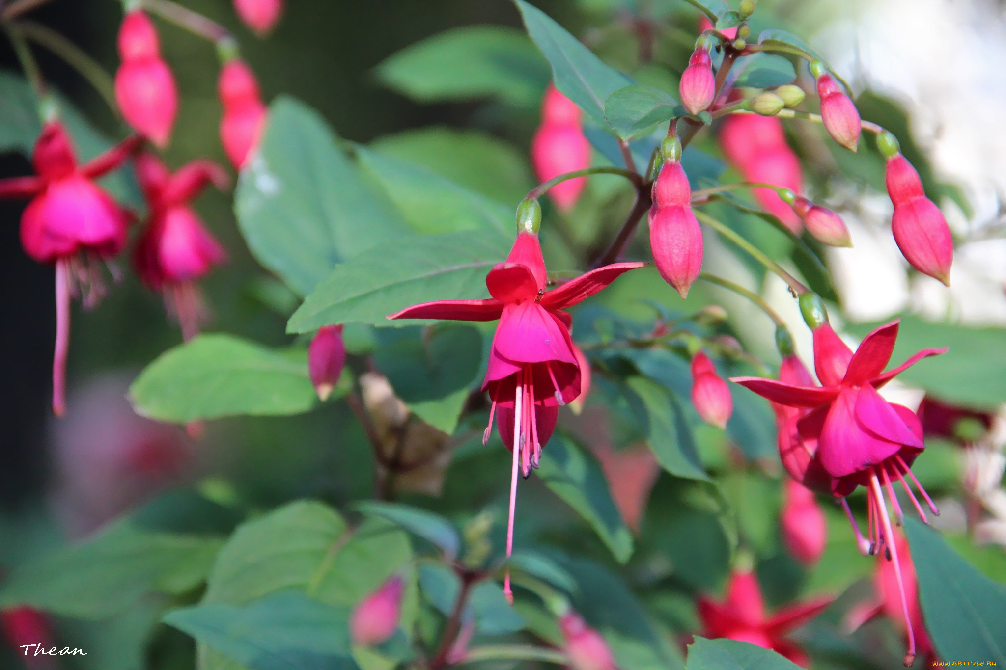 цветы, фуксия, розовый