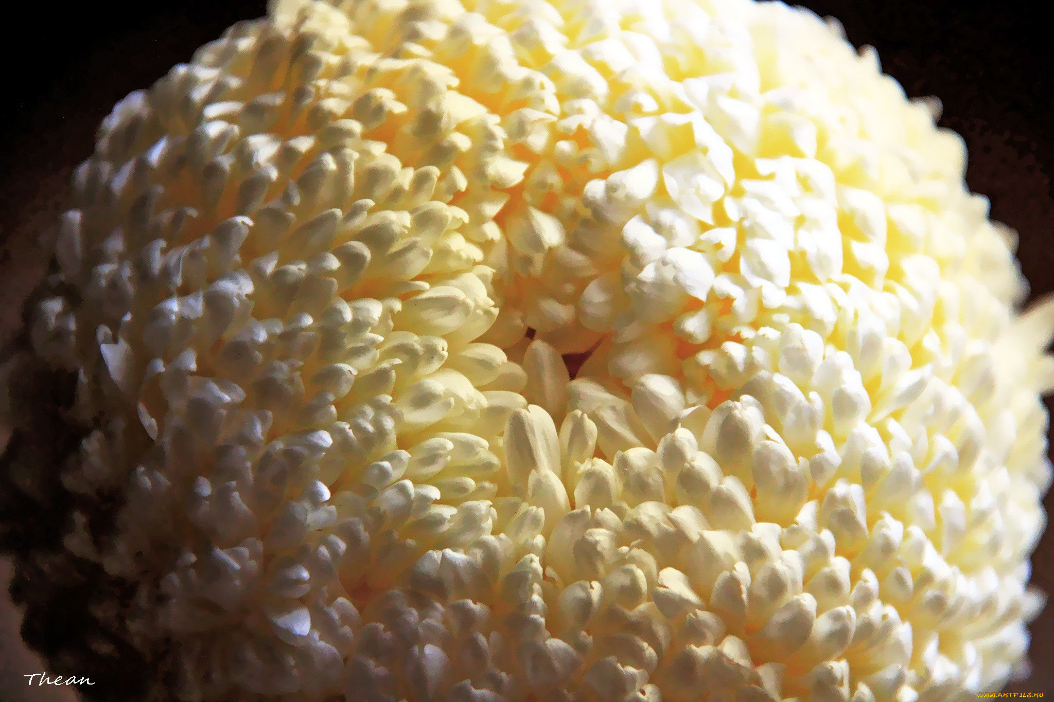 цветы, хризантемы, макро, белый