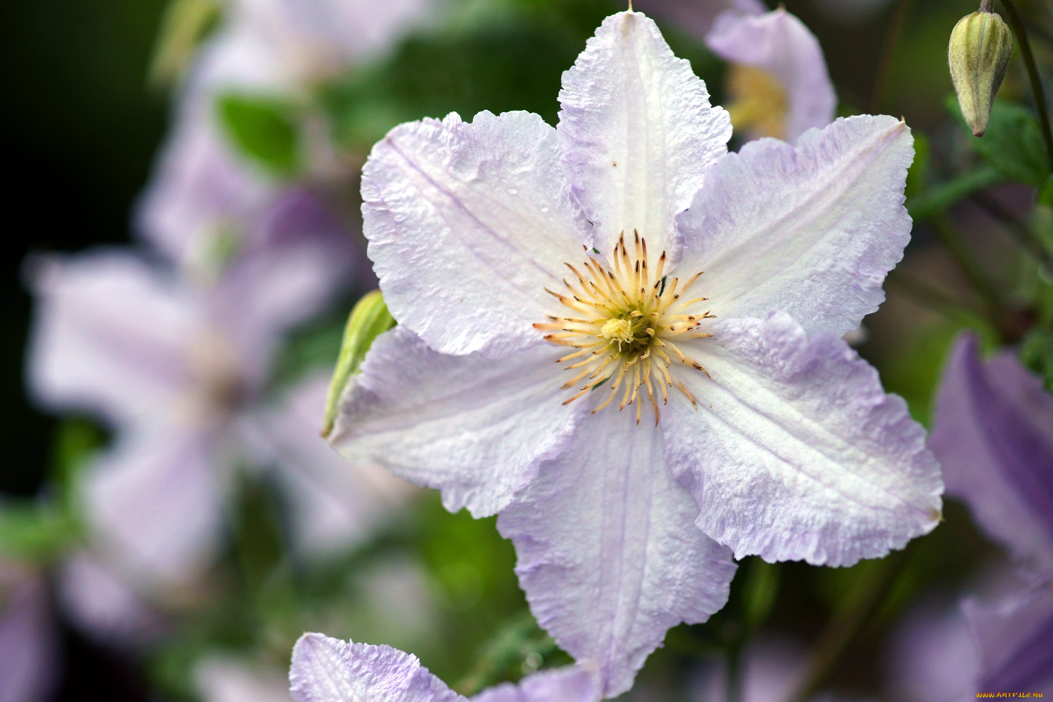 цветы, клематис, ломонос, макро, лепестки