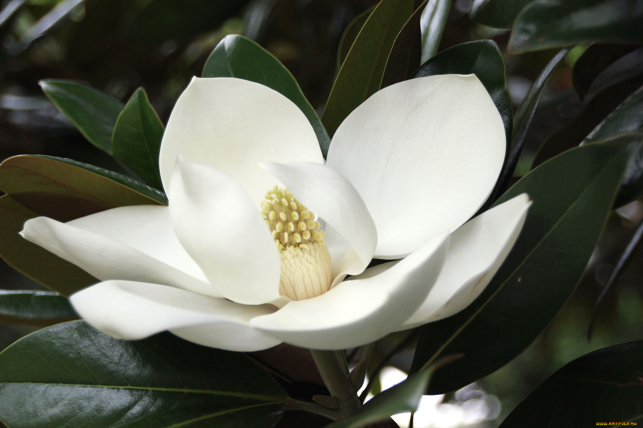 цветы, магнолии, экзотика, белый
