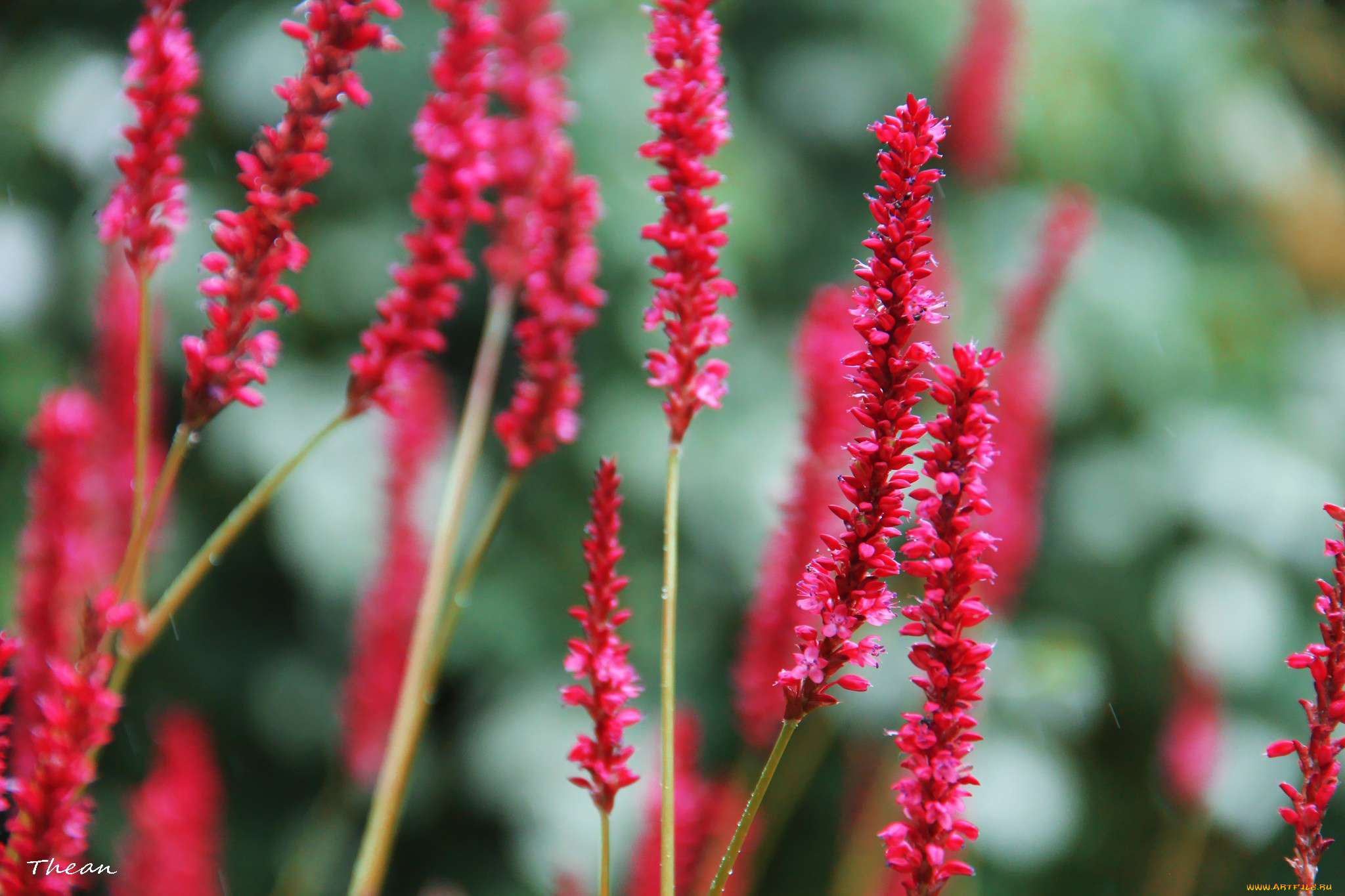 цветы, розовый