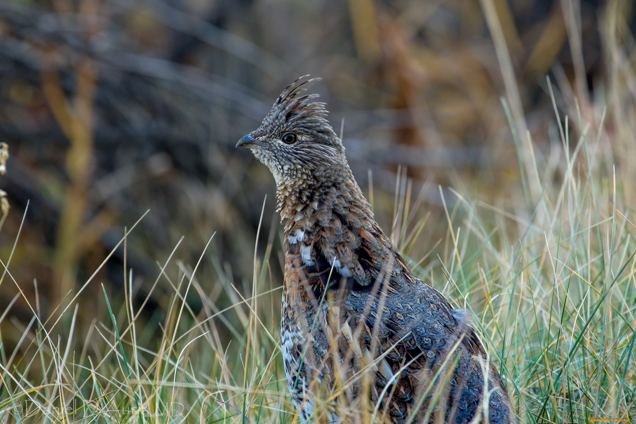 животные, куропатки, рябчики, перепела, рябчик, хохолок