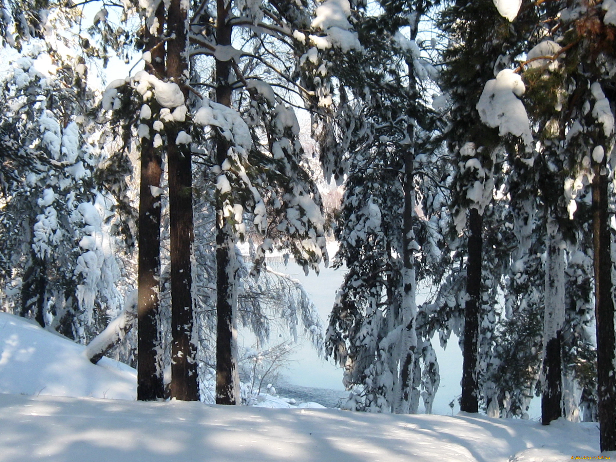 природа, зима, снег, лес
