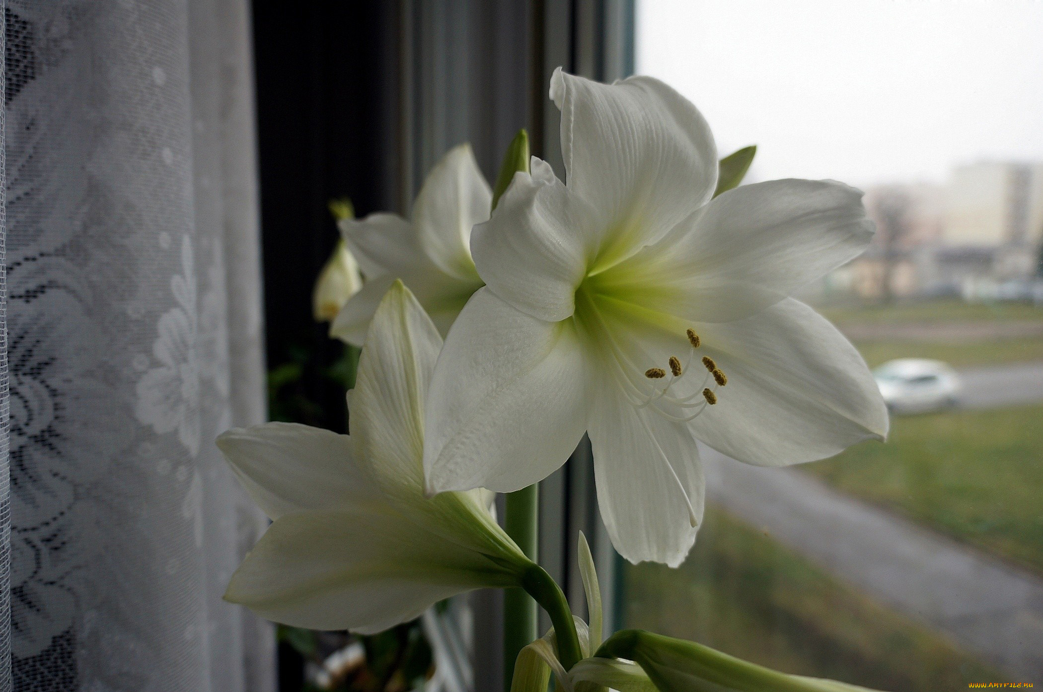 цветы, амариллисы, гиппеаструмы, белый