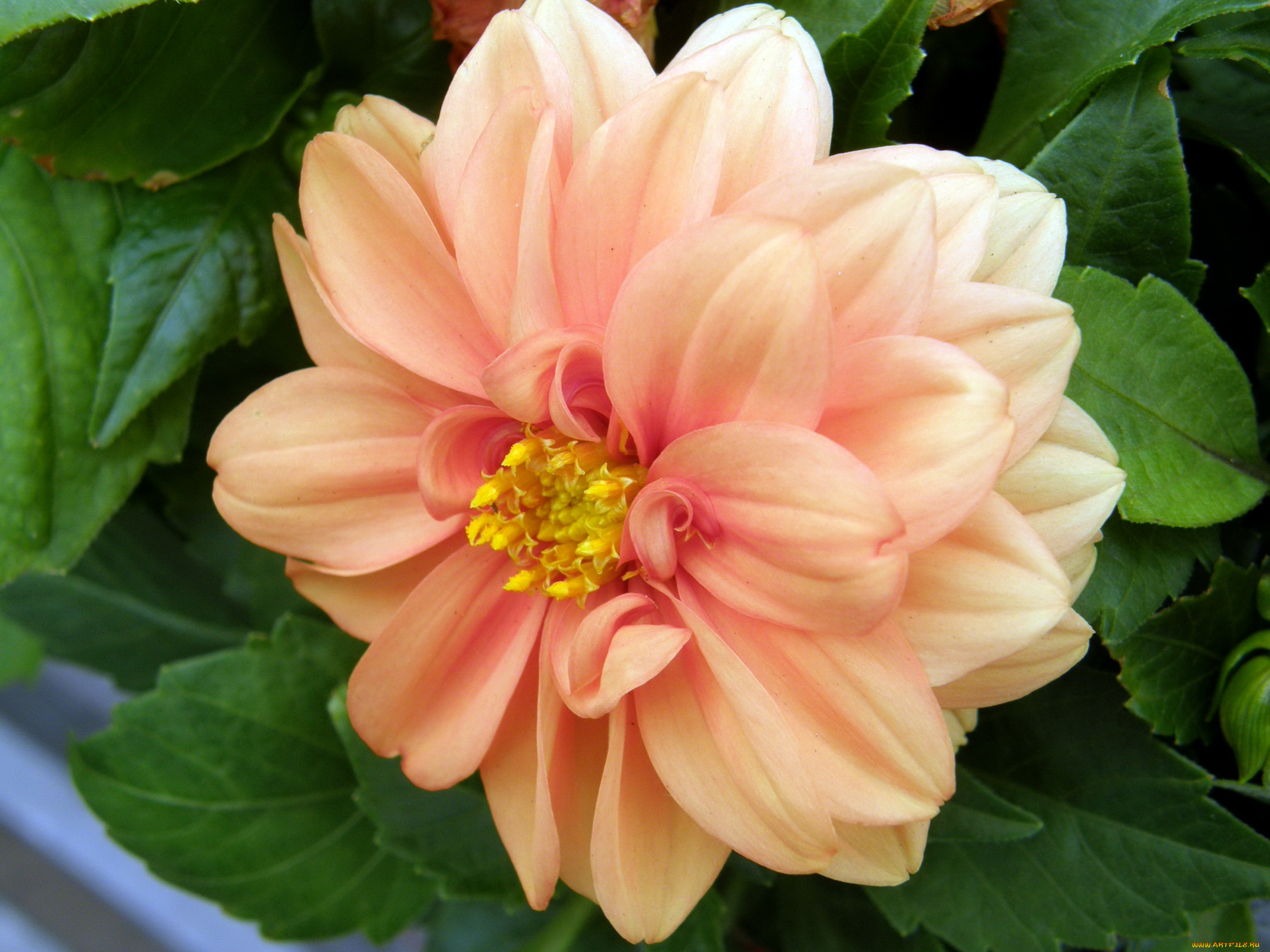 цветы, георгины