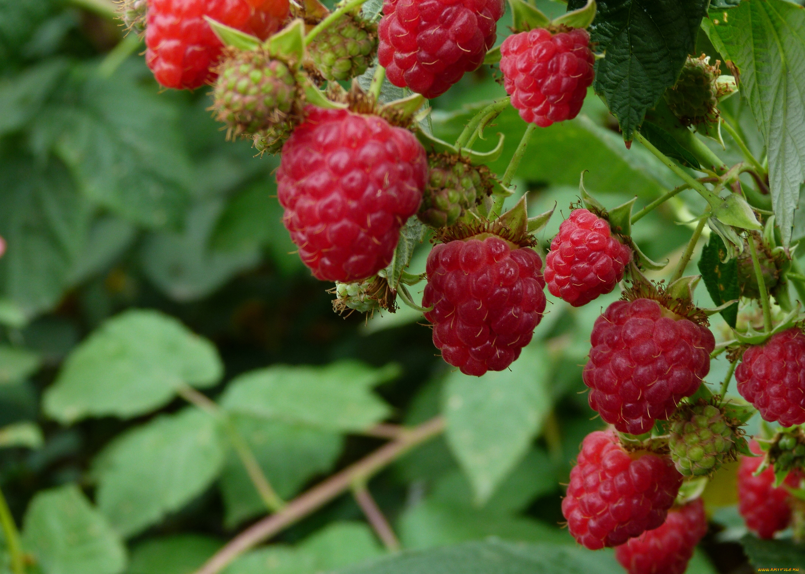 природа, Ягоды, малина