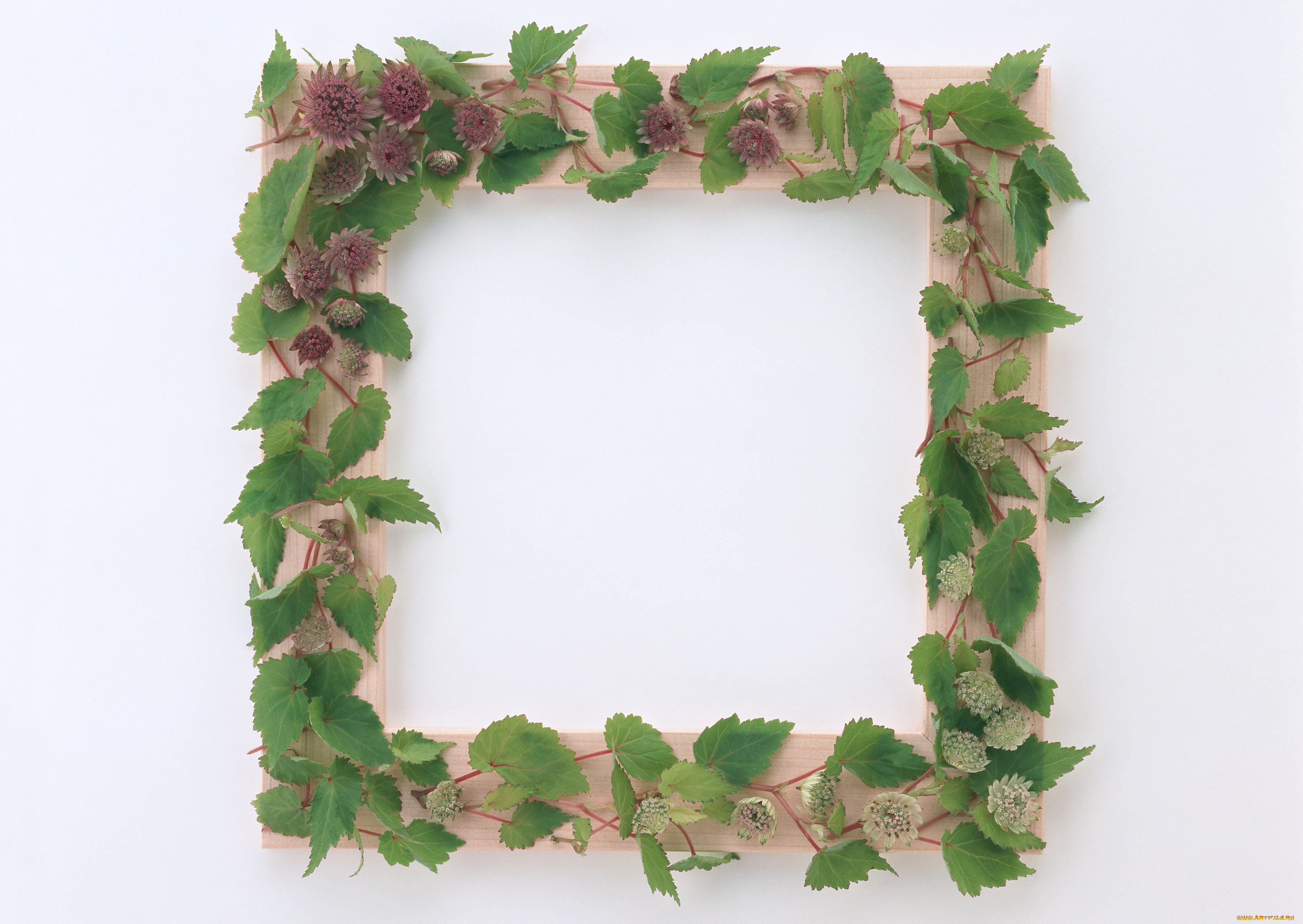 цветы, цветки, листья