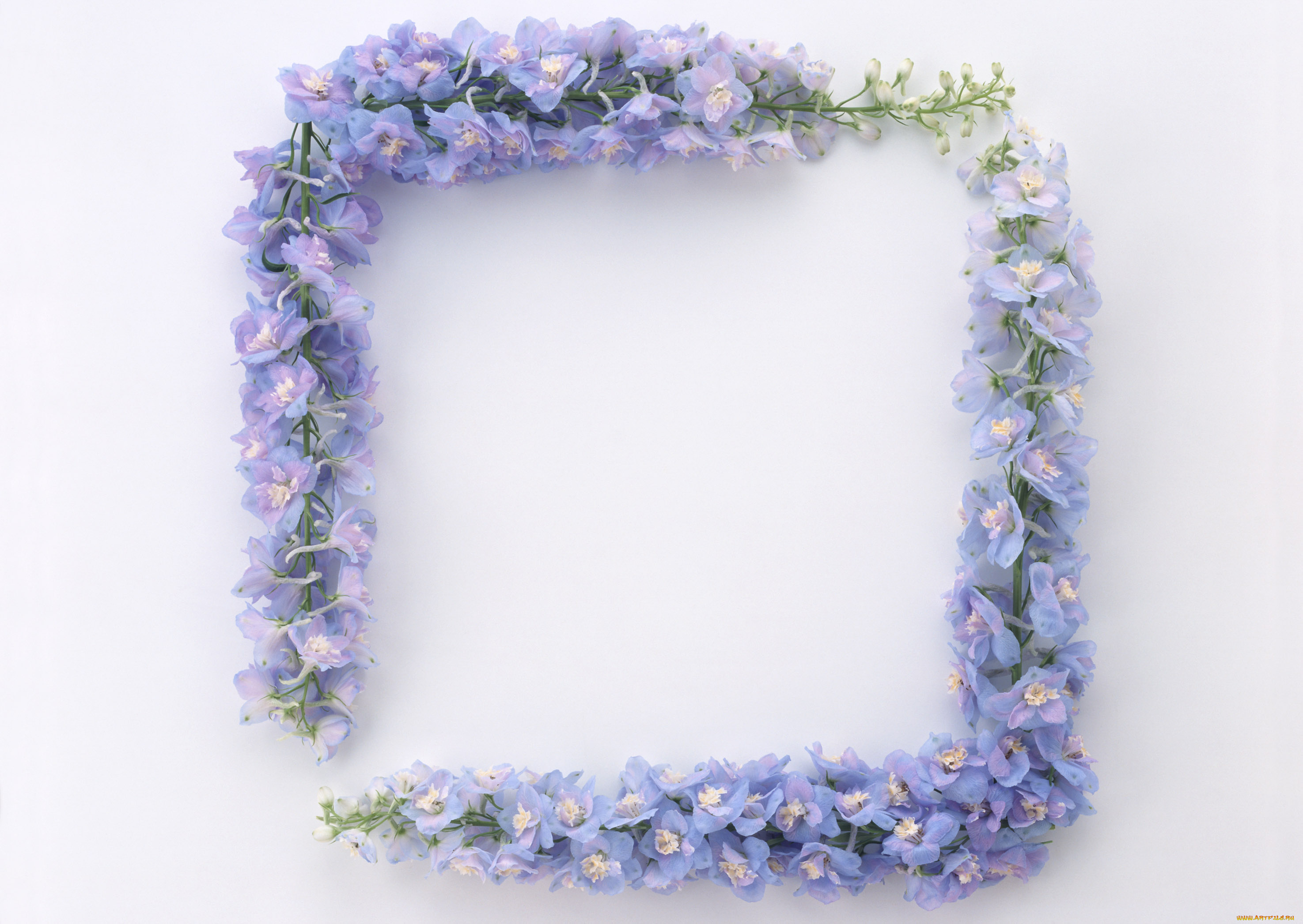 цветы, дельфиниум, листья, цветки