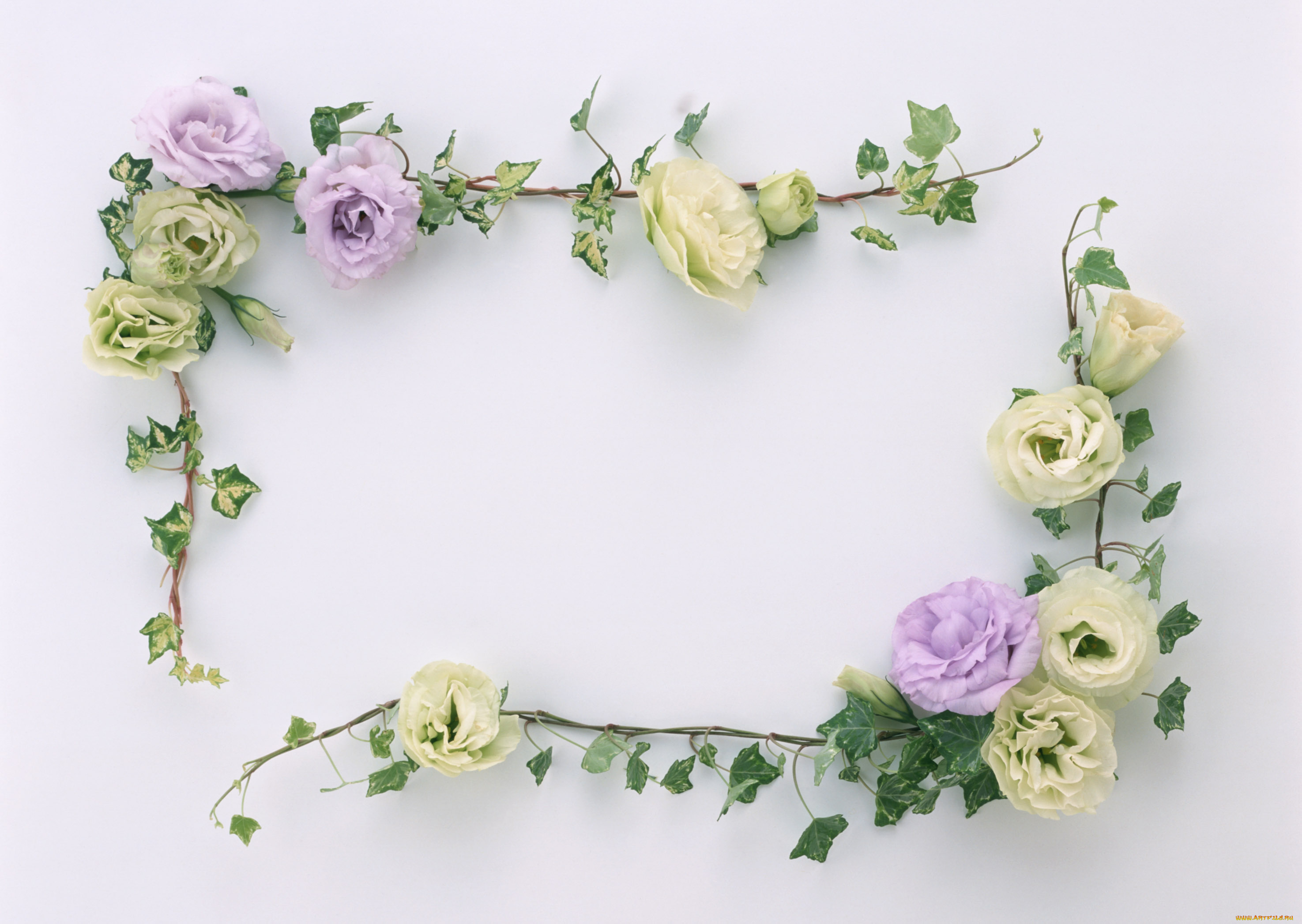 цветы, эустома, листья, цветки