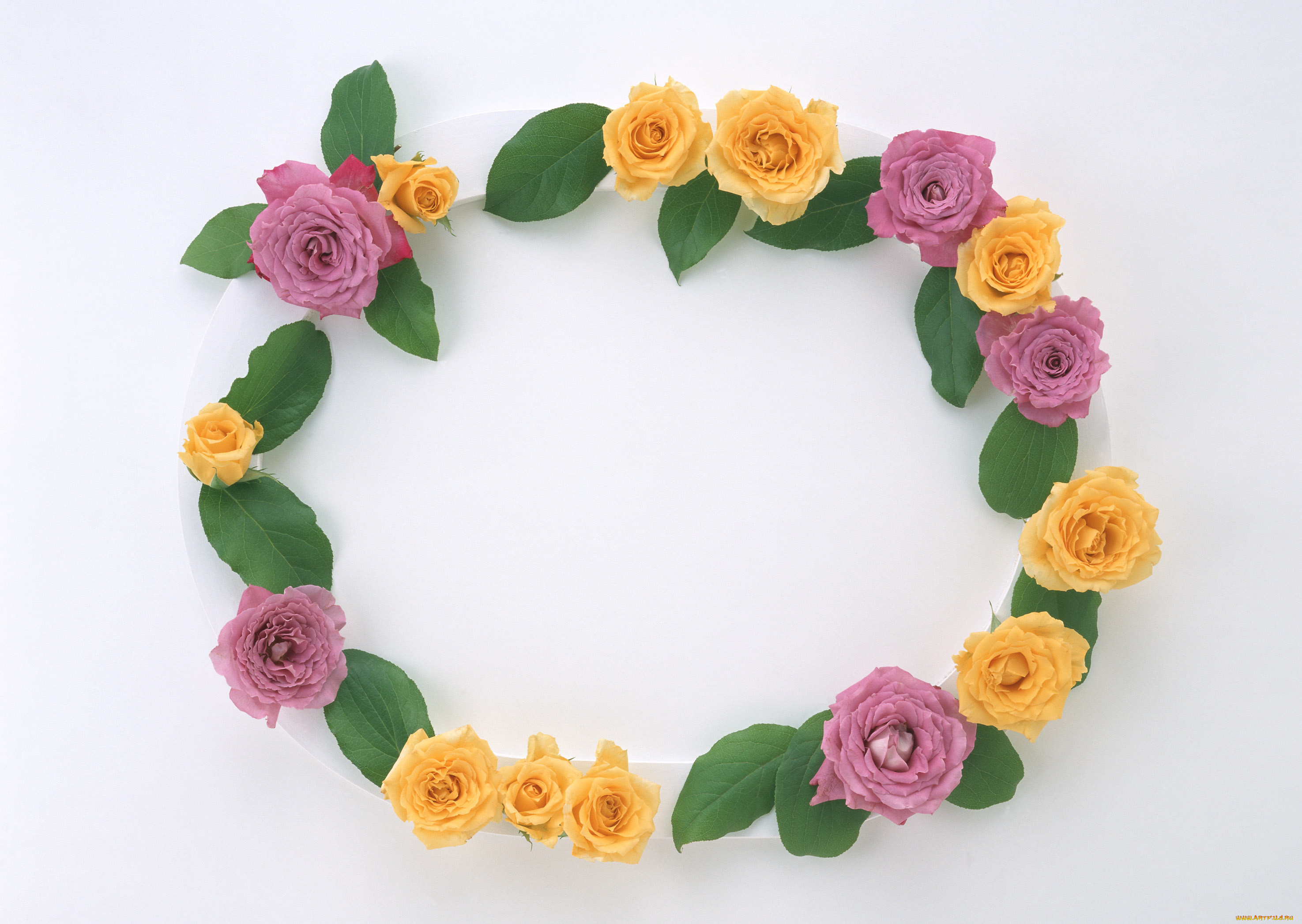 цветы, розы, листья, цветки