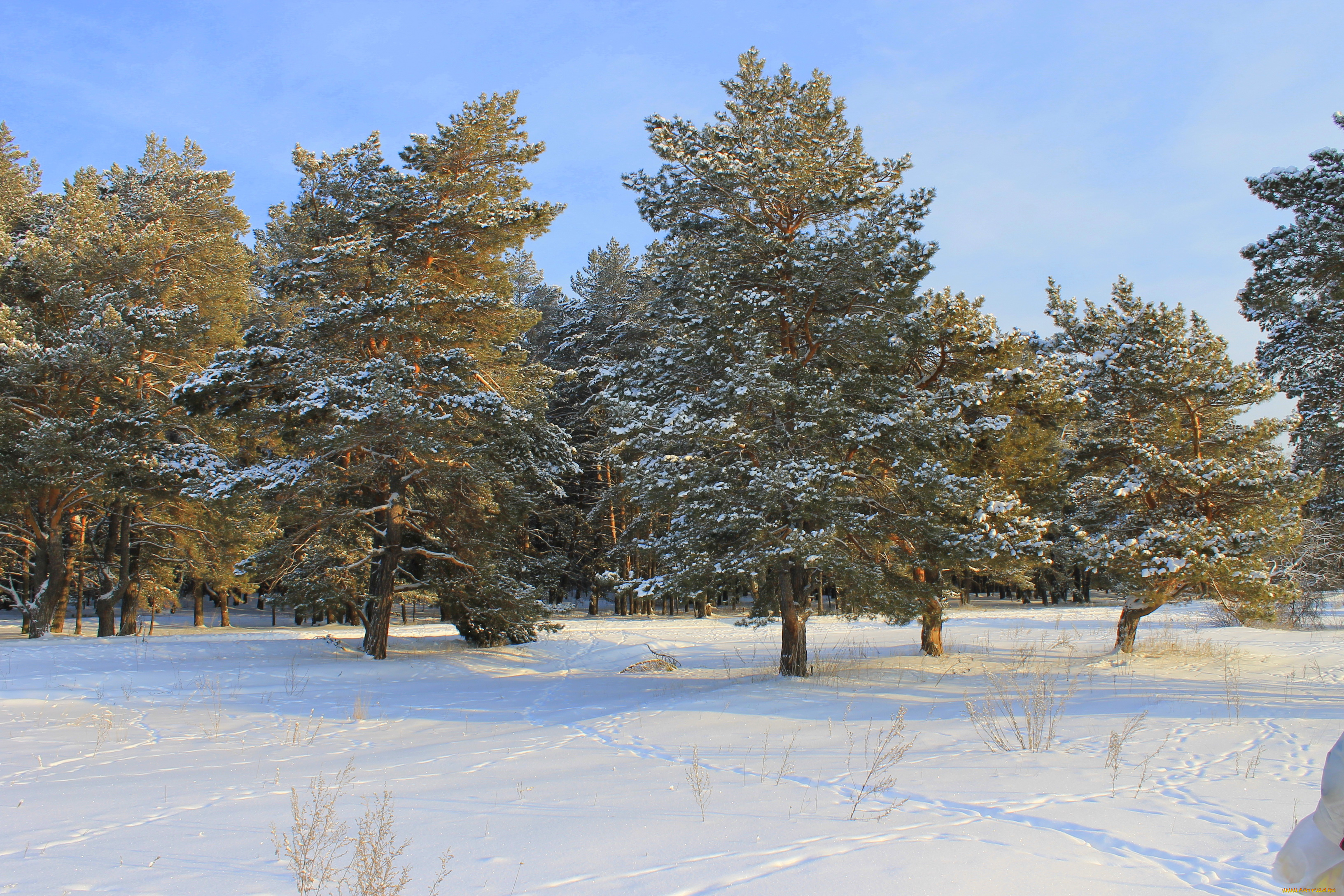 природа, зима, лес, снег