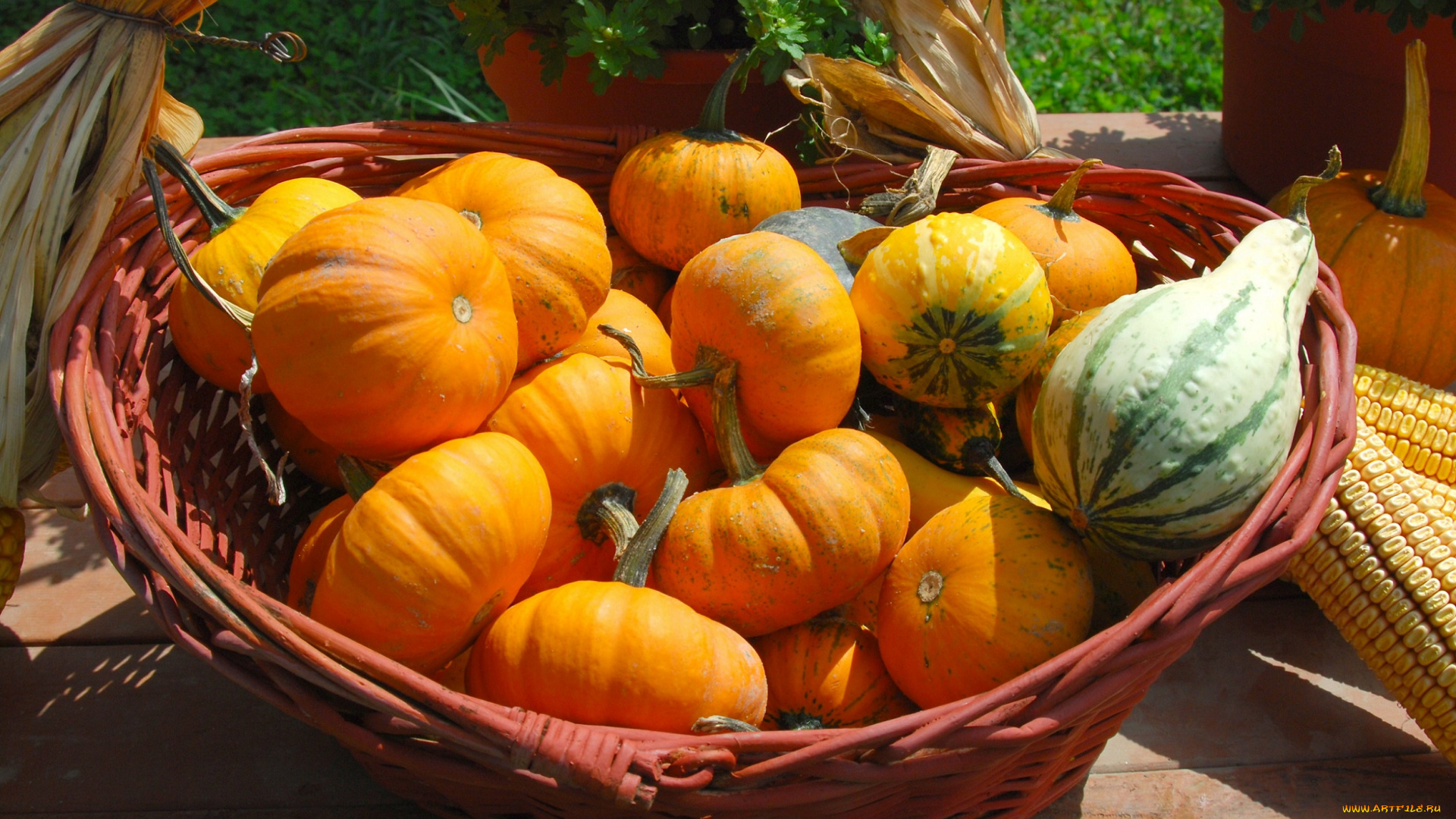 еда, тыква, корзина, овощи, тыковки