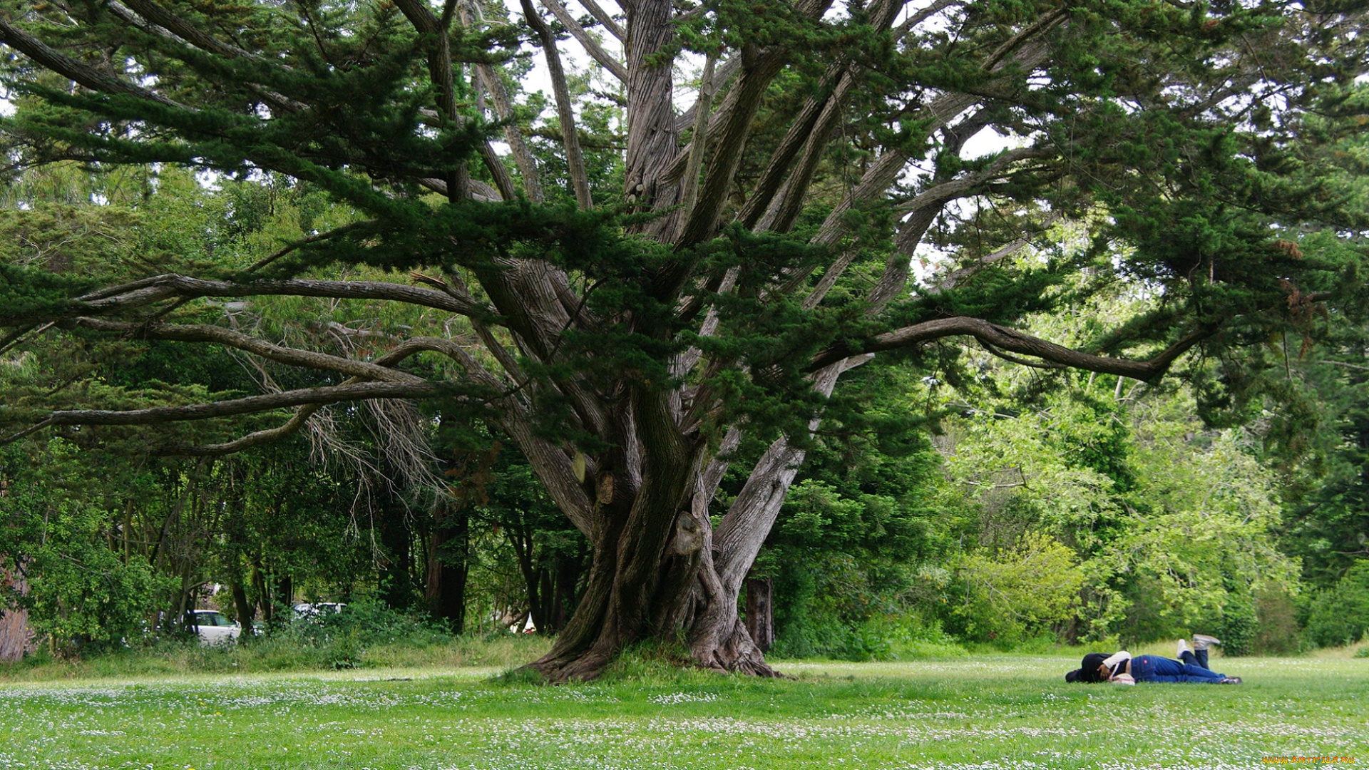 природа, деревья, дерево, большое, ветвистое, зелень, листья, трава, ветви